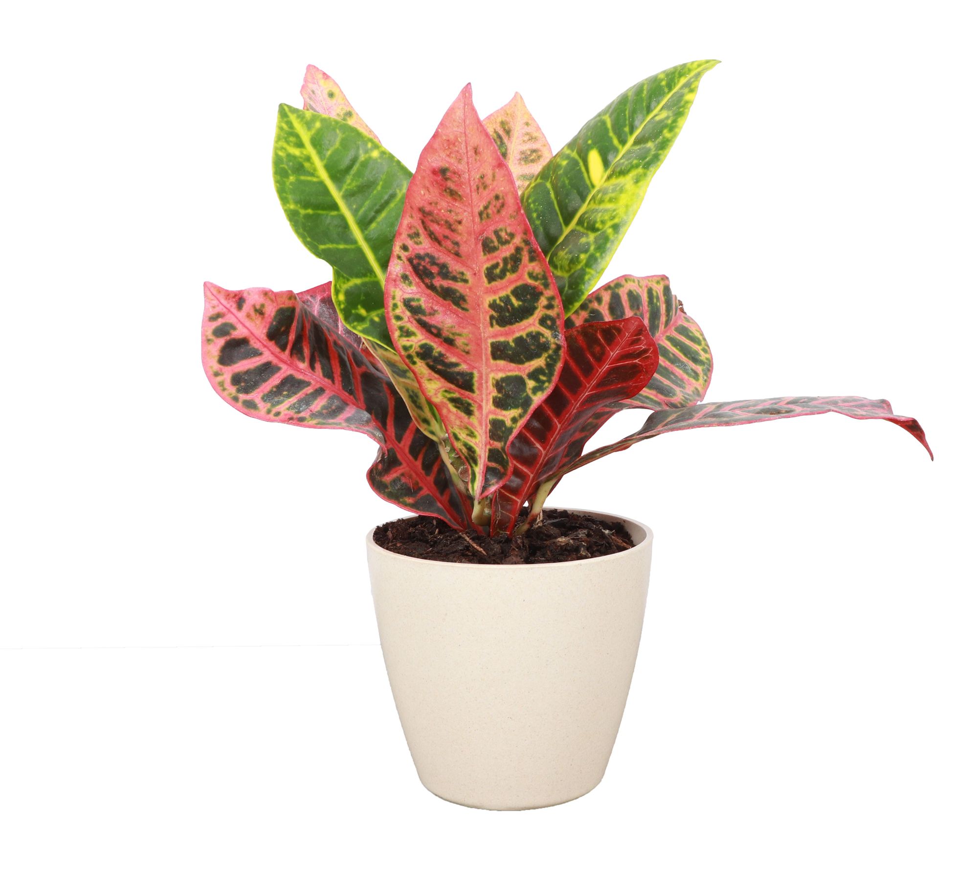 Thorsen's Greenhouse Live 4" Petra Croton in Biodegradable Pot