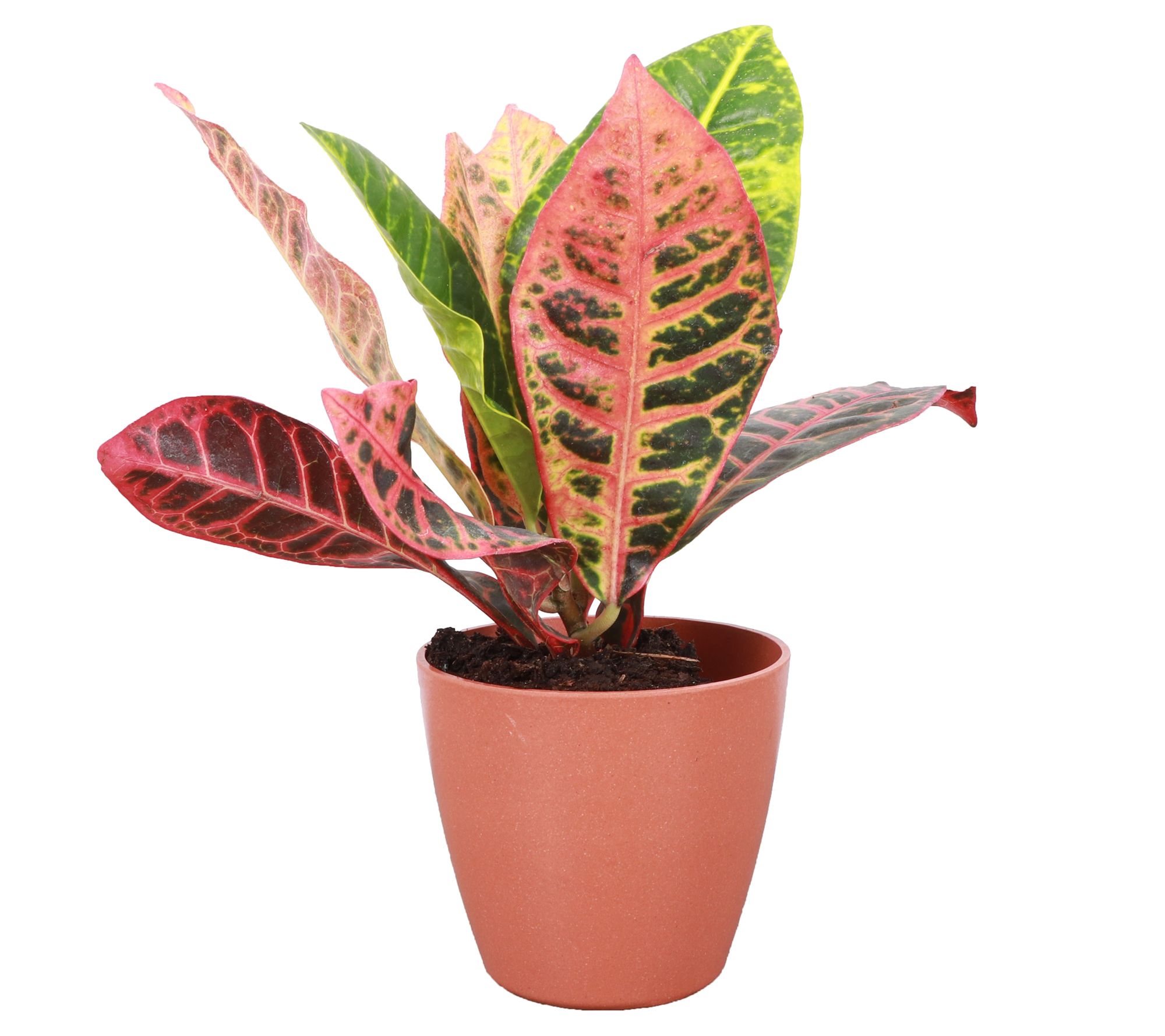 Thorsen's Greenhouse Live 4" Petra Croton in Biodegradable Pot