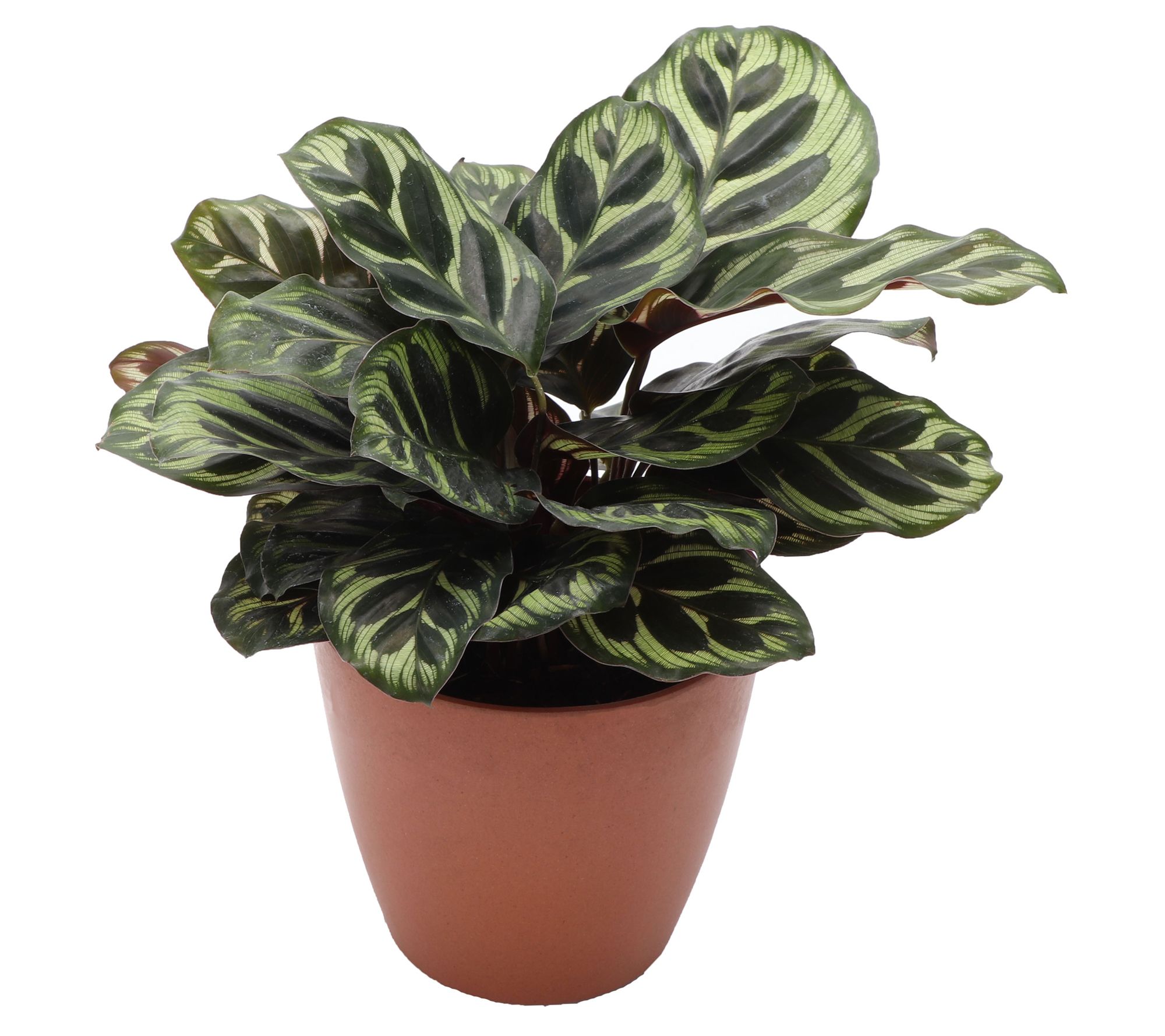 Thorsen's Greenhouse 4" Peacock Calathea, Biodegradable Pot