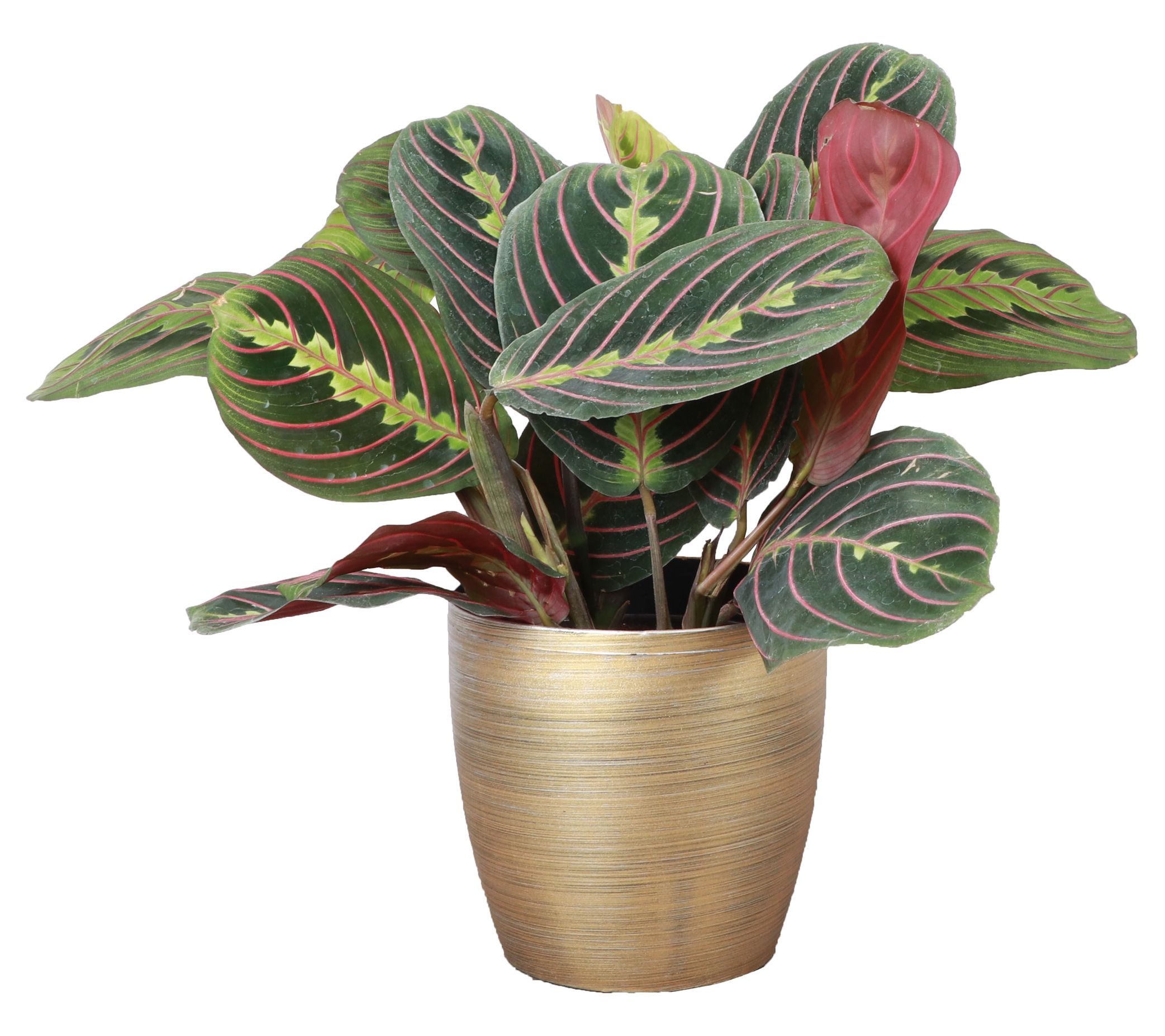 Thorsen's Greenhouse Live 4" Red Maranta in Classic Pot