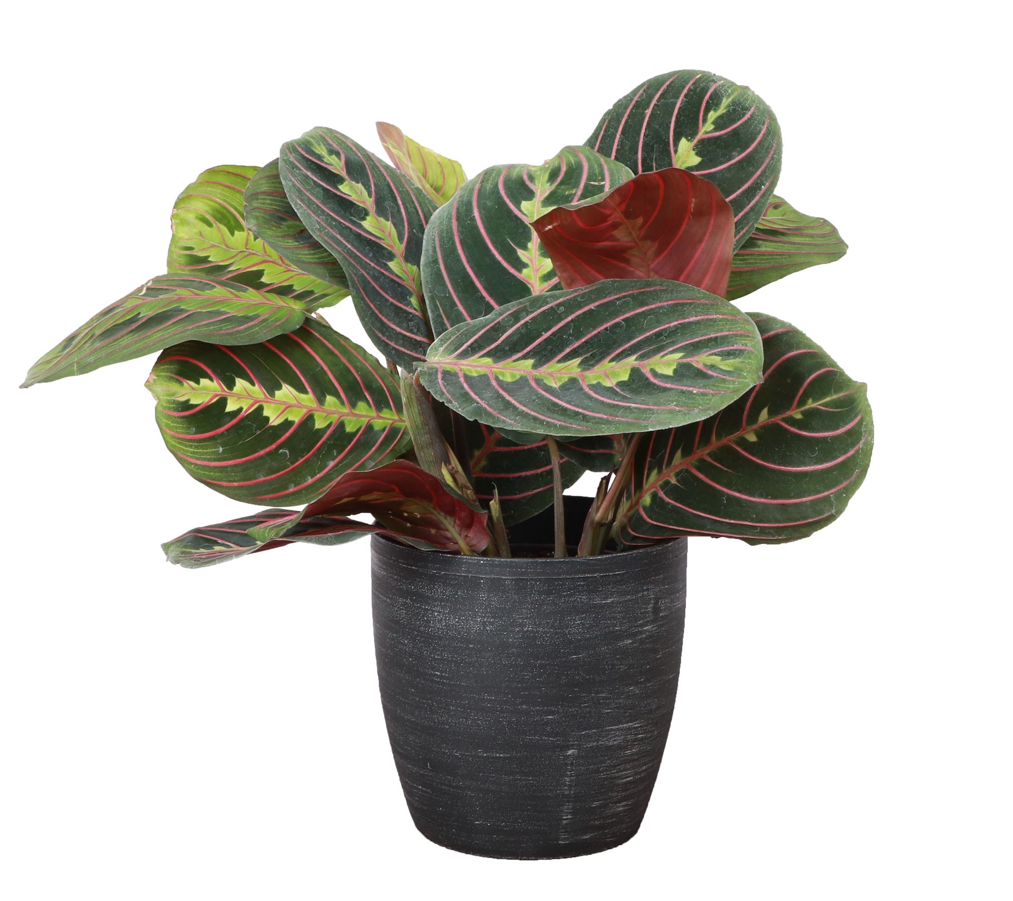 Thorsen's Greenhouse Live 4" Red Maranta in Classic Pot
