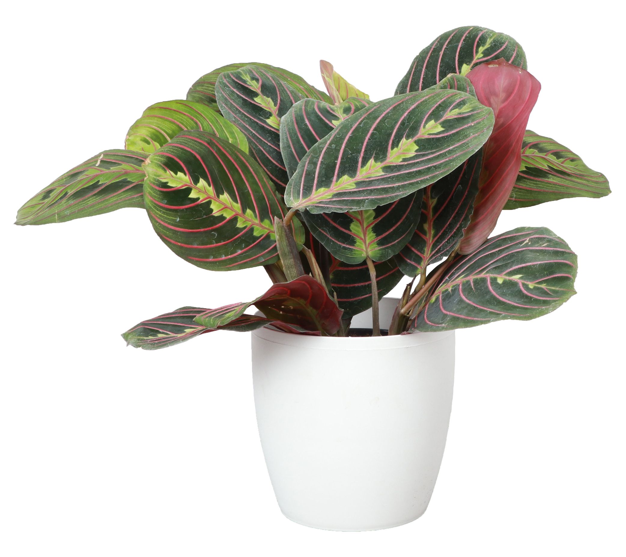 Thorsen's Greenhouse Live 4" Red Maranta in Classic Pot