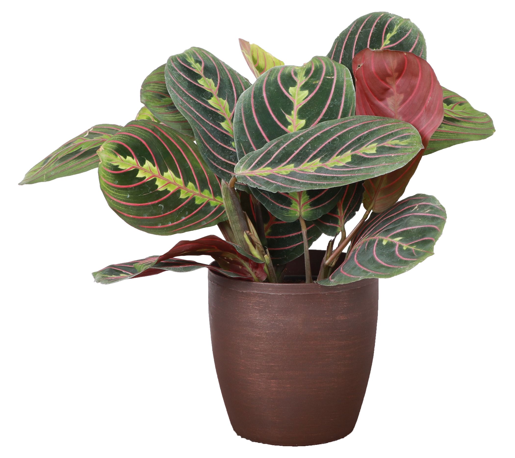 Thorsen's Greenhouse Live 4" Red Maranta in Classic Pot