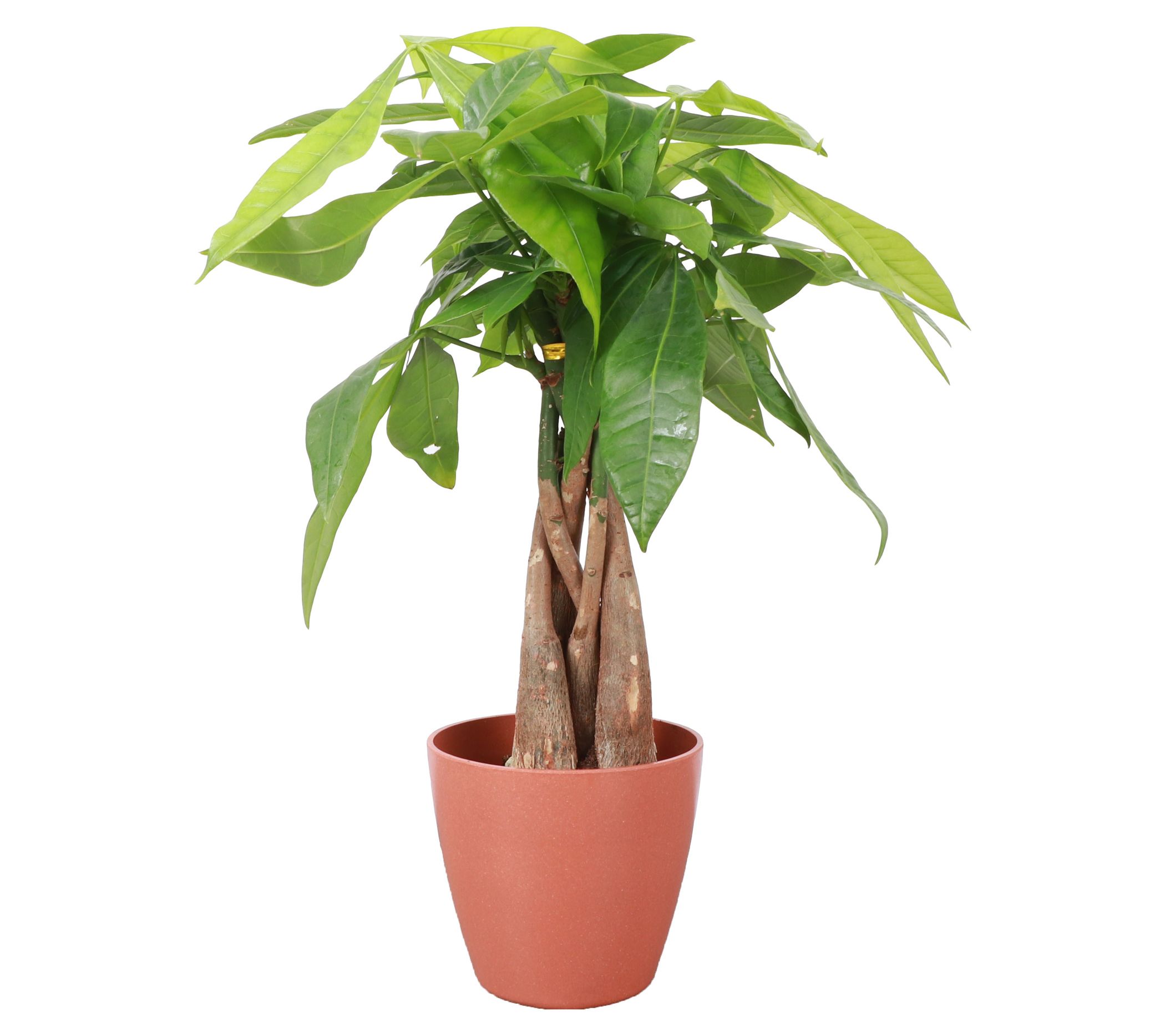 Thorsen's Greenhouse Live 4" Money Tree in Biod egradable Pot