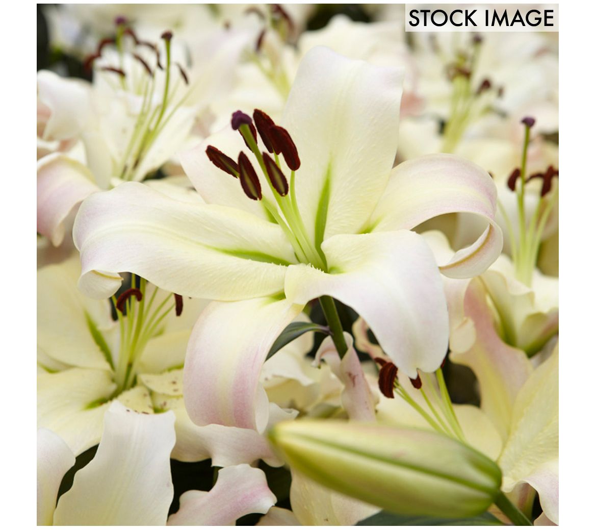 Van Zyverden Lilies Mammoth Tall Lilies PrettyWoman 7 Bulbs
