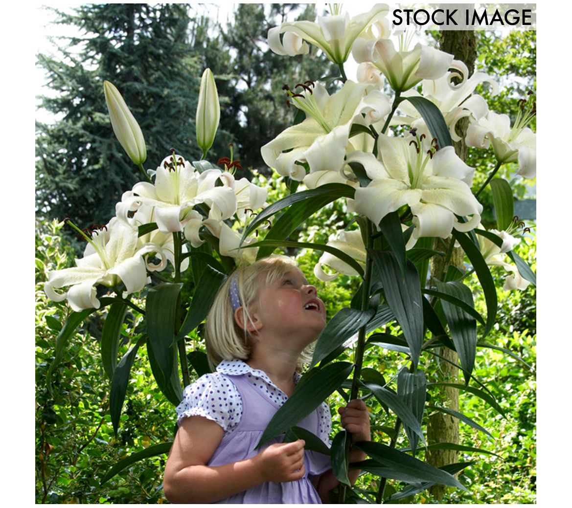 Van Zyverden Lilies Mammoth Tall Lilies PrettyWoman 7 Bulbs