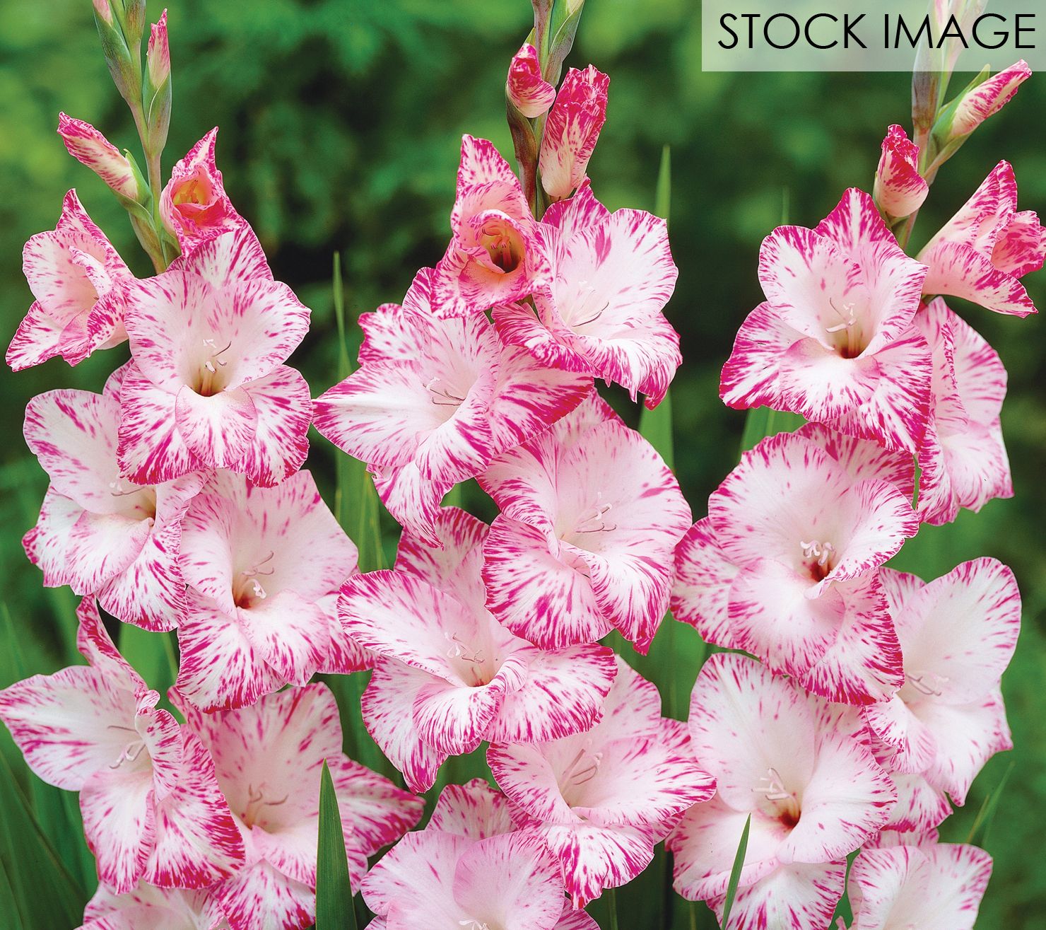 Van Zyverden Gladiolus Magenta Blend Set of 25 Bulbs - QVC.com