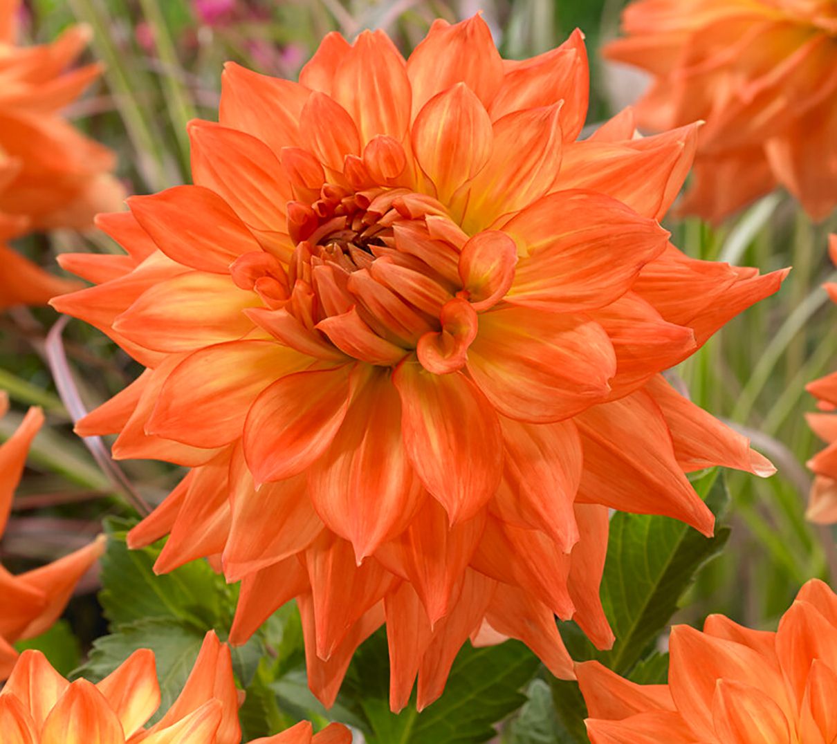 Van Zyverden Dahlias Splendid Festival Blend Set of 7 Bulbs