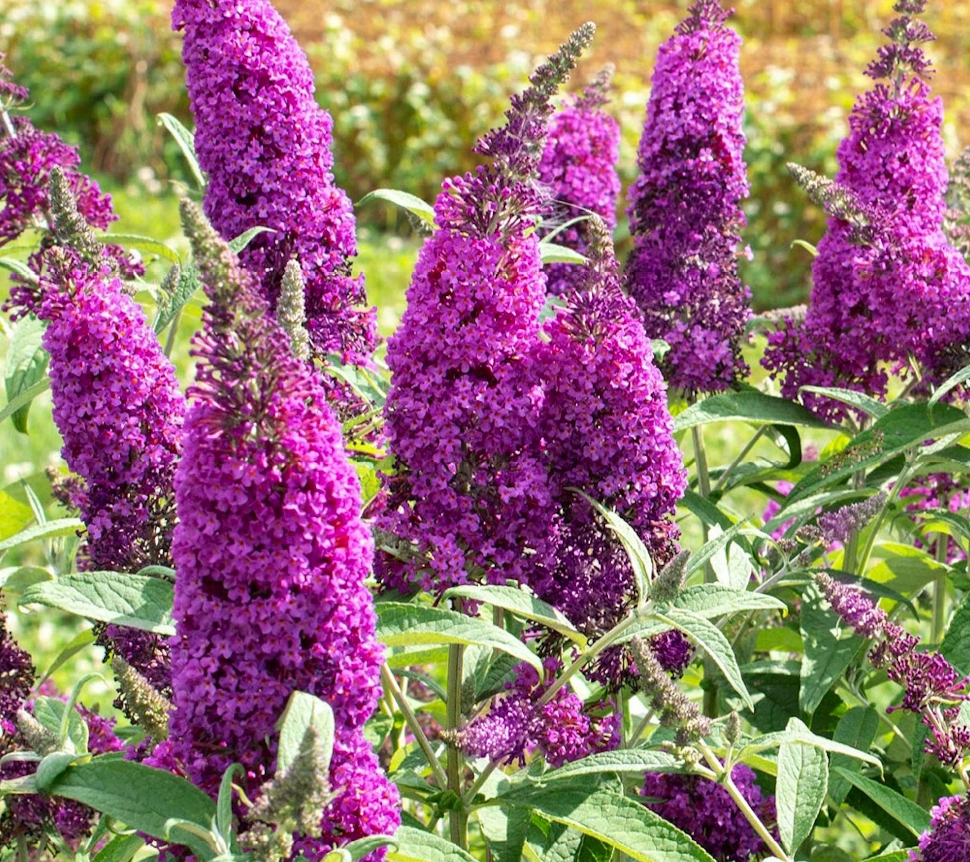 Cottage Farms Royal Razz Butterfly Bush - QVC.com