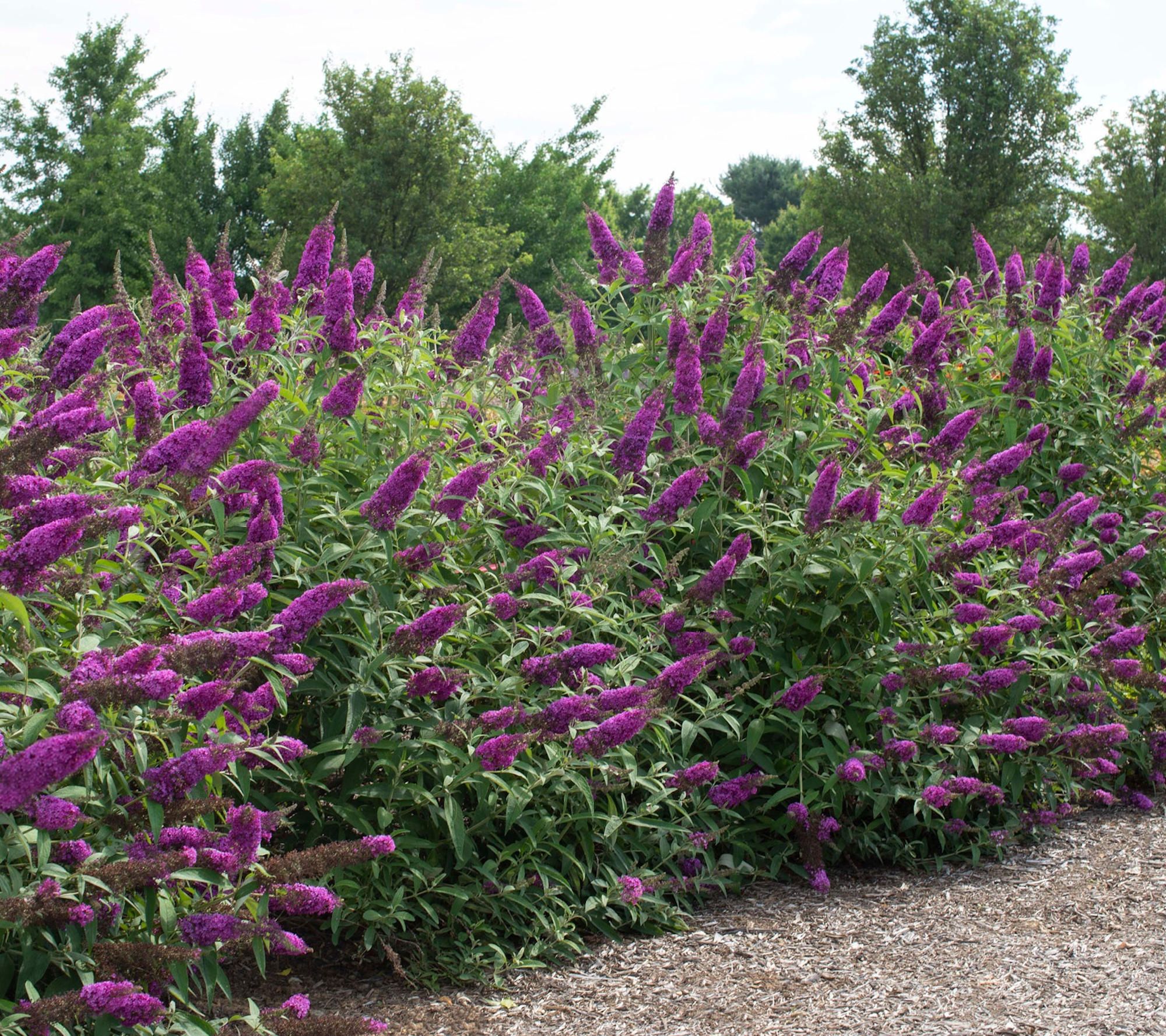 Cottage Farms Royal Razz Butterfly Bush