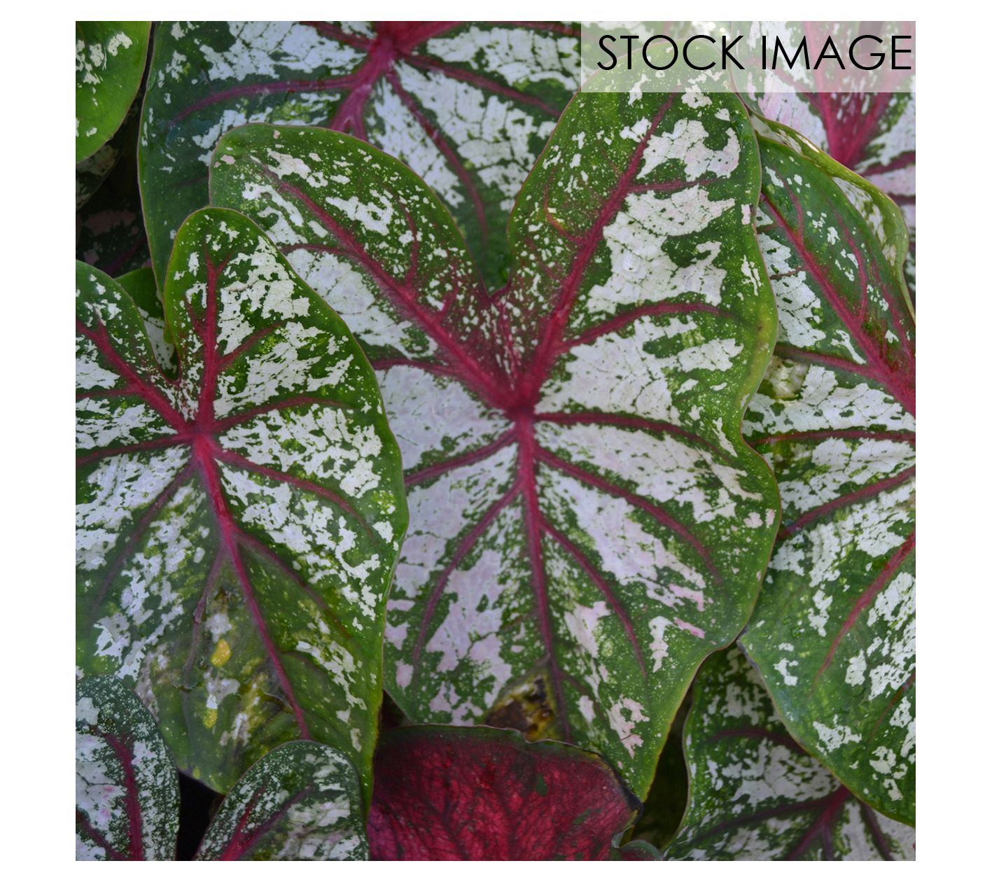 Van Zyverden Caladiums Fancy Leaf Carousel Setof 3 Bulbs