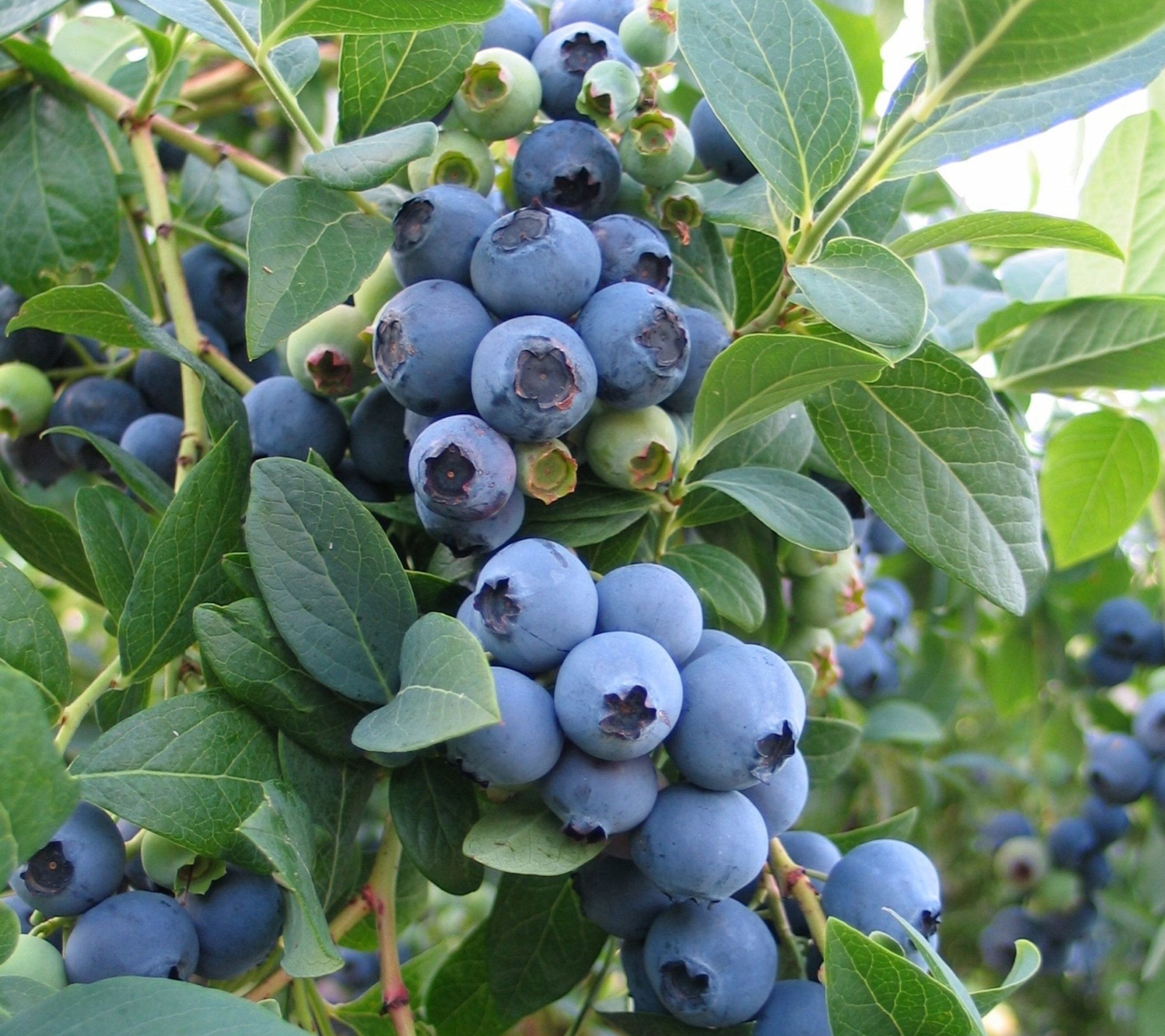 Cottage Farms Sunshine Blue Blueberry Bush