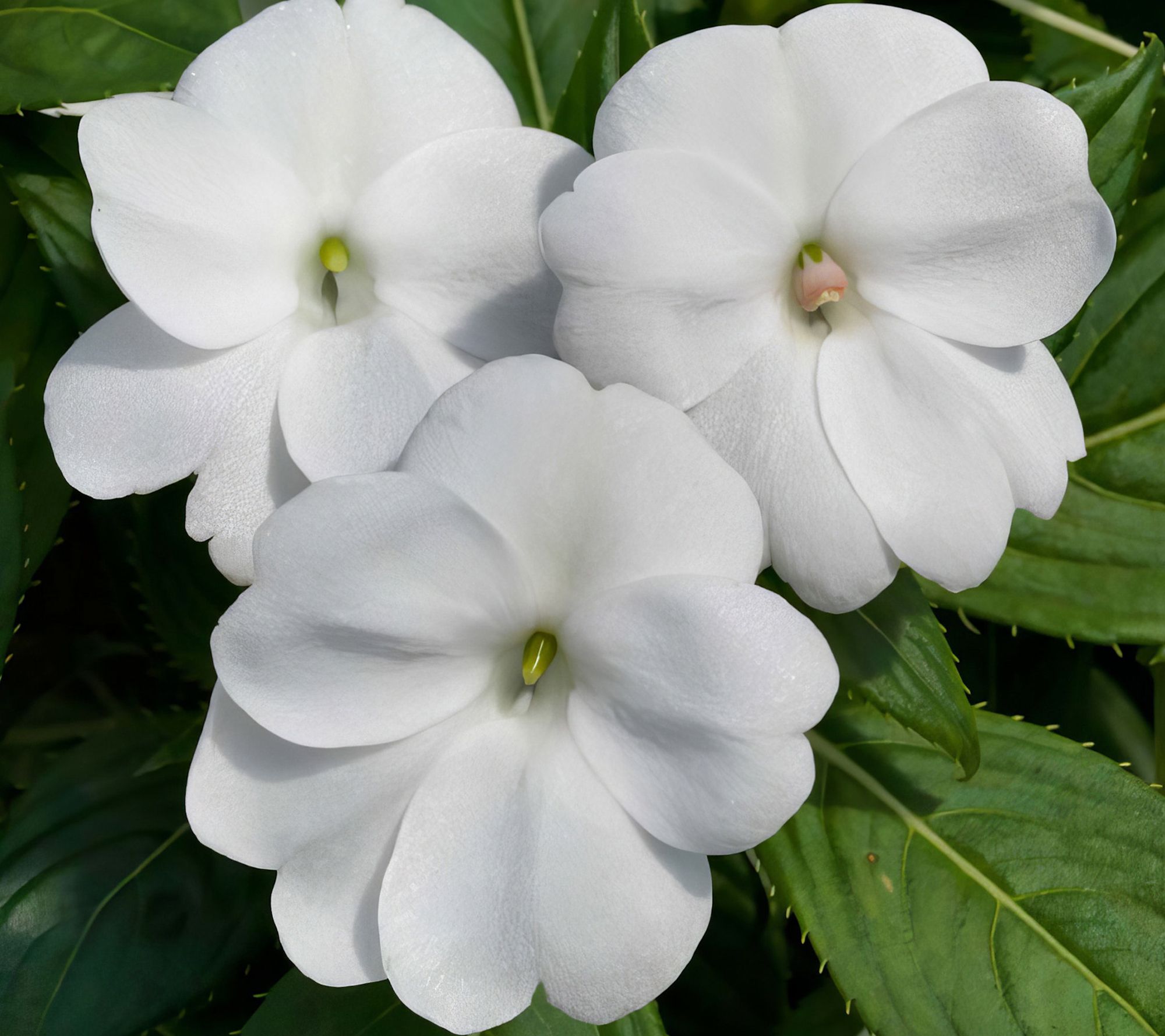 Cottage Farms 3-Piece Bright Lites SunPatiens