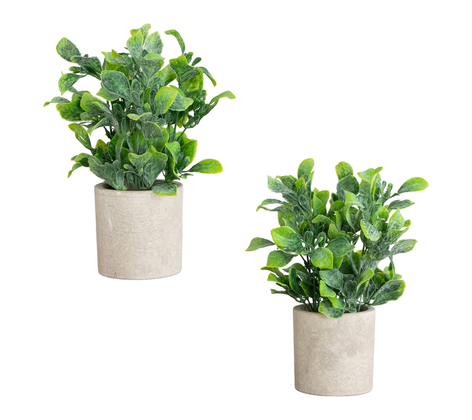 Greenery Plants in Planters - Set of 2 by Nearly Natural