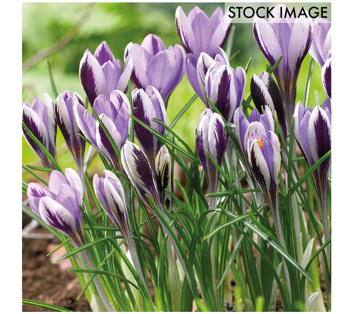Van Zyverden Crocus Spring Beauty Set of 25 Bulbs
