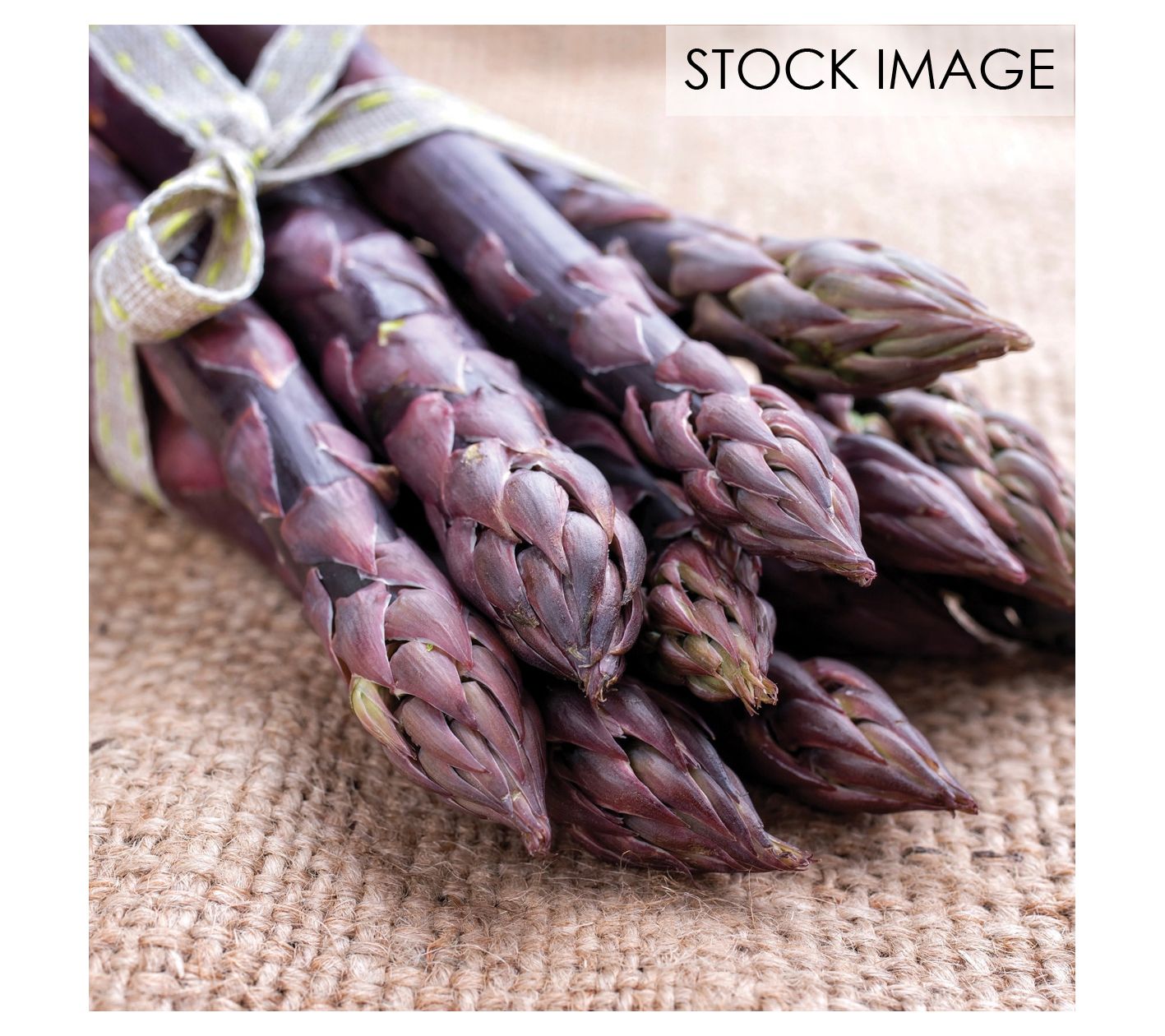 Van Zyverden Asparagus Purple Passion Set of 12Roots
