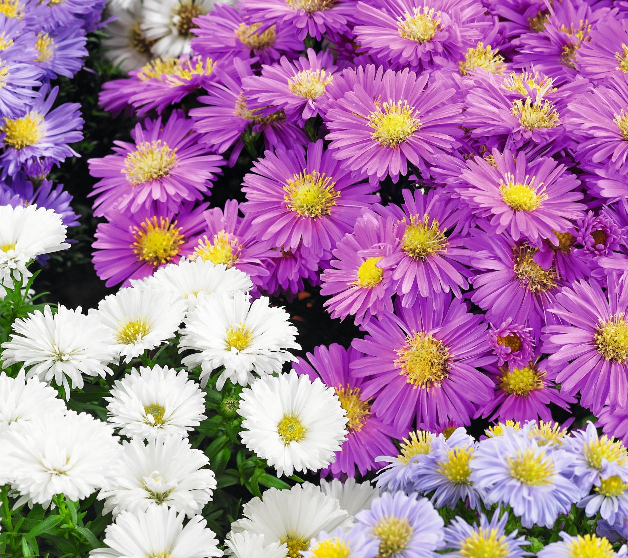 Roberta's 4-Piece Colorful Up-and-Coming Aster