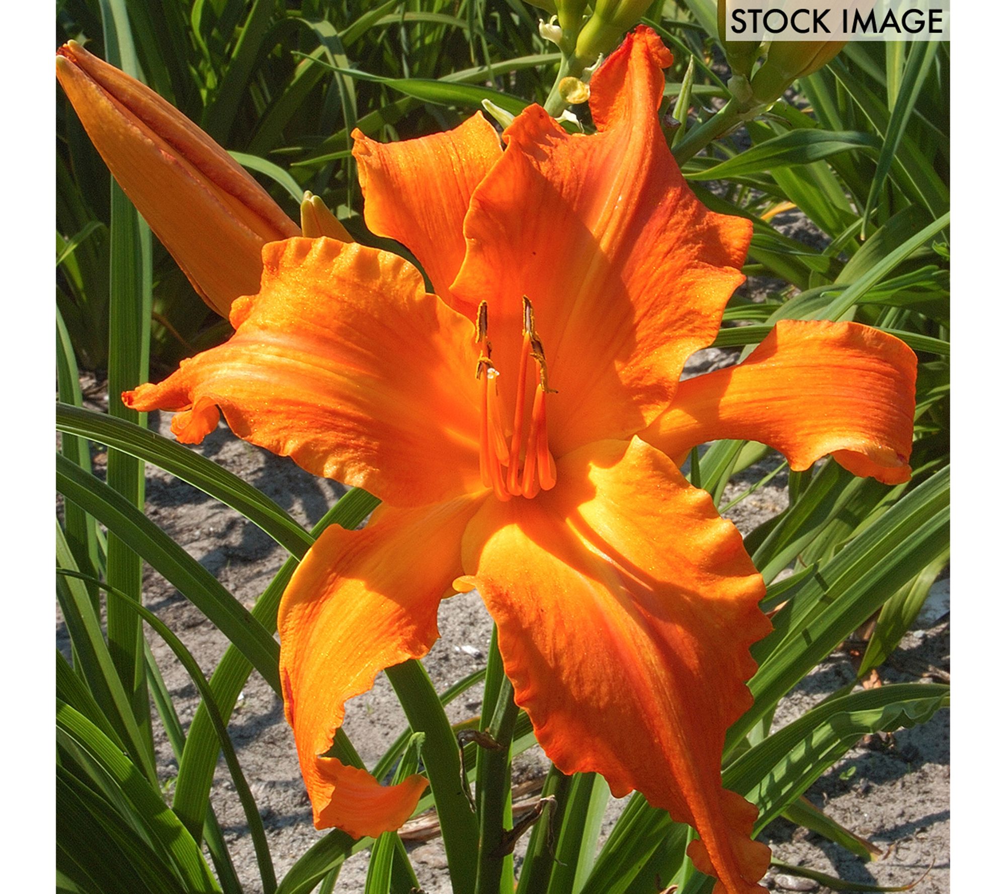 Van Zyverden Daylilies Primal Scream Set of 3 Roots