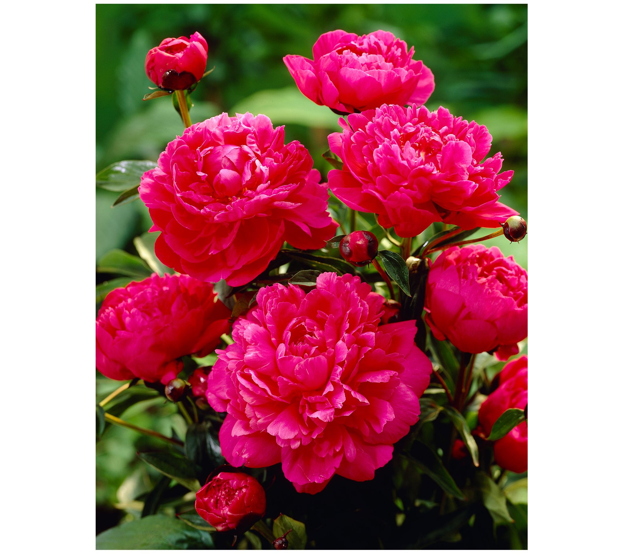 Roberta's 2 pc. Peony Collection Live Plants