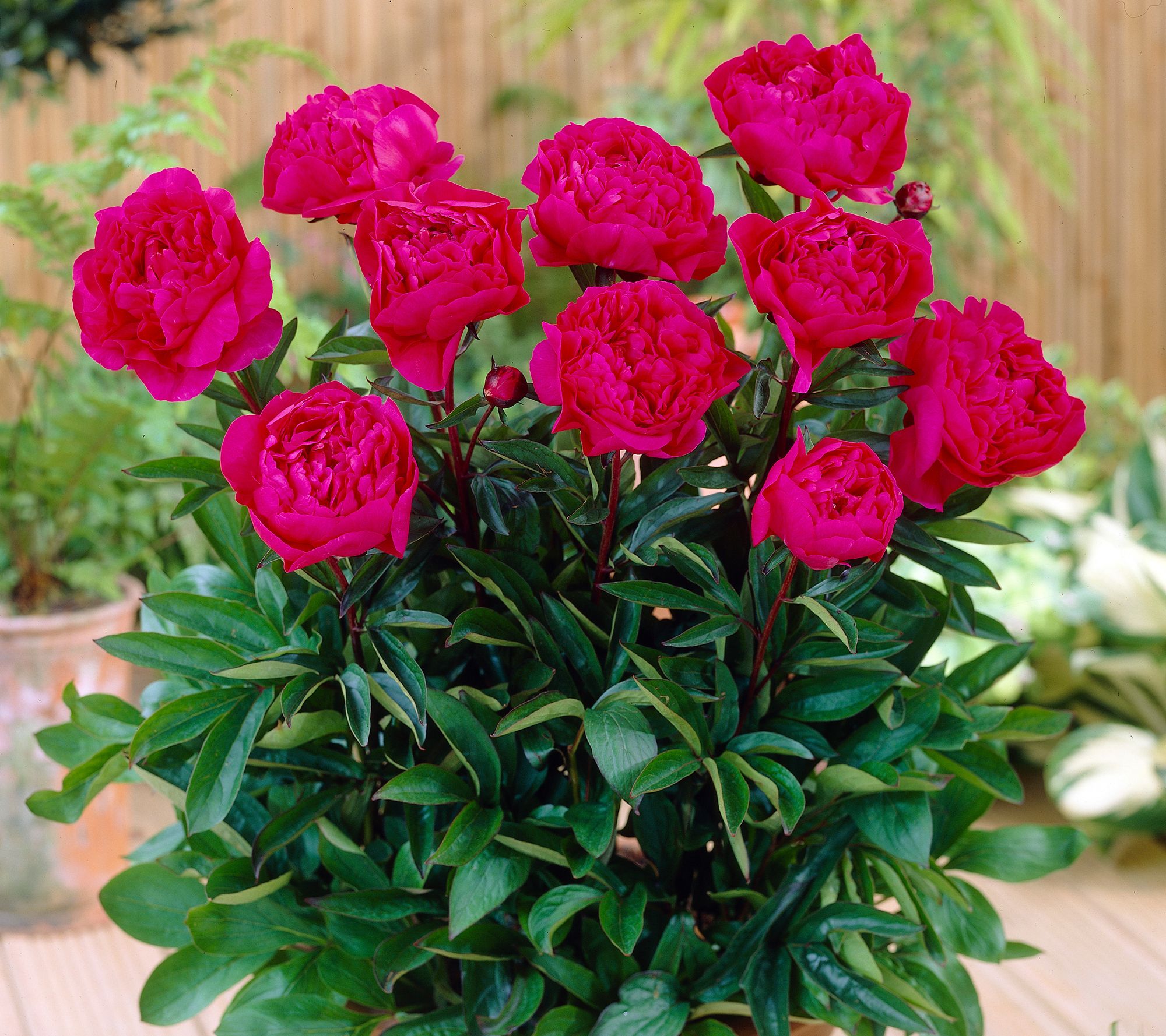 Roberta's 2 pc. Peony Collection Live Plants