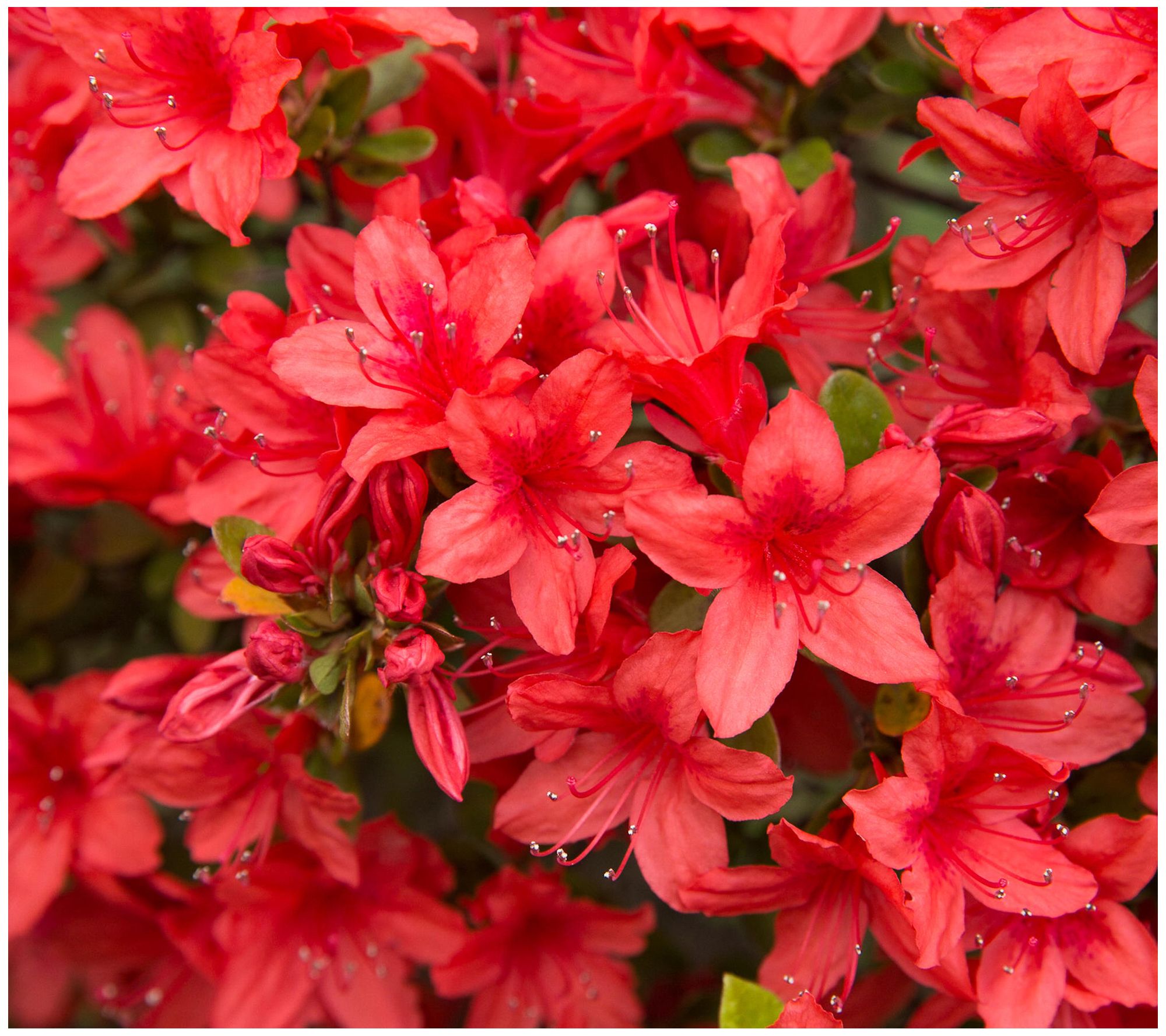 Cottage Farms Reblooming Red Azalea