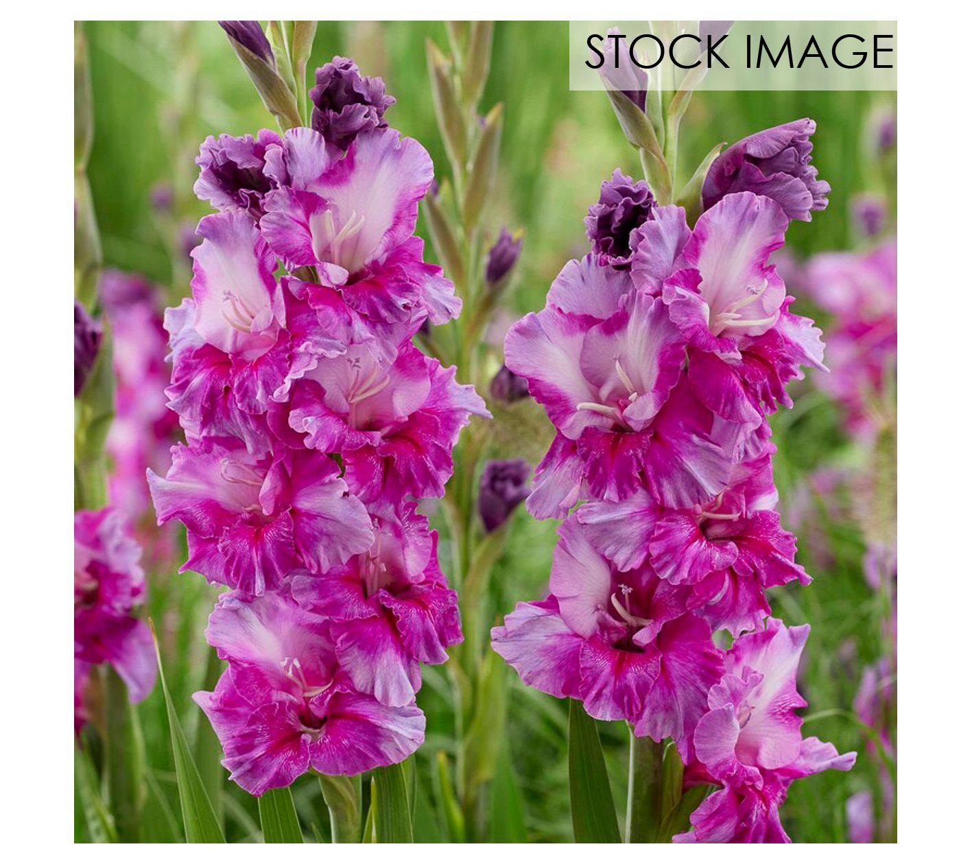 Van Zyverden Gladiolus Large Purple Art Set of12 Bulbs