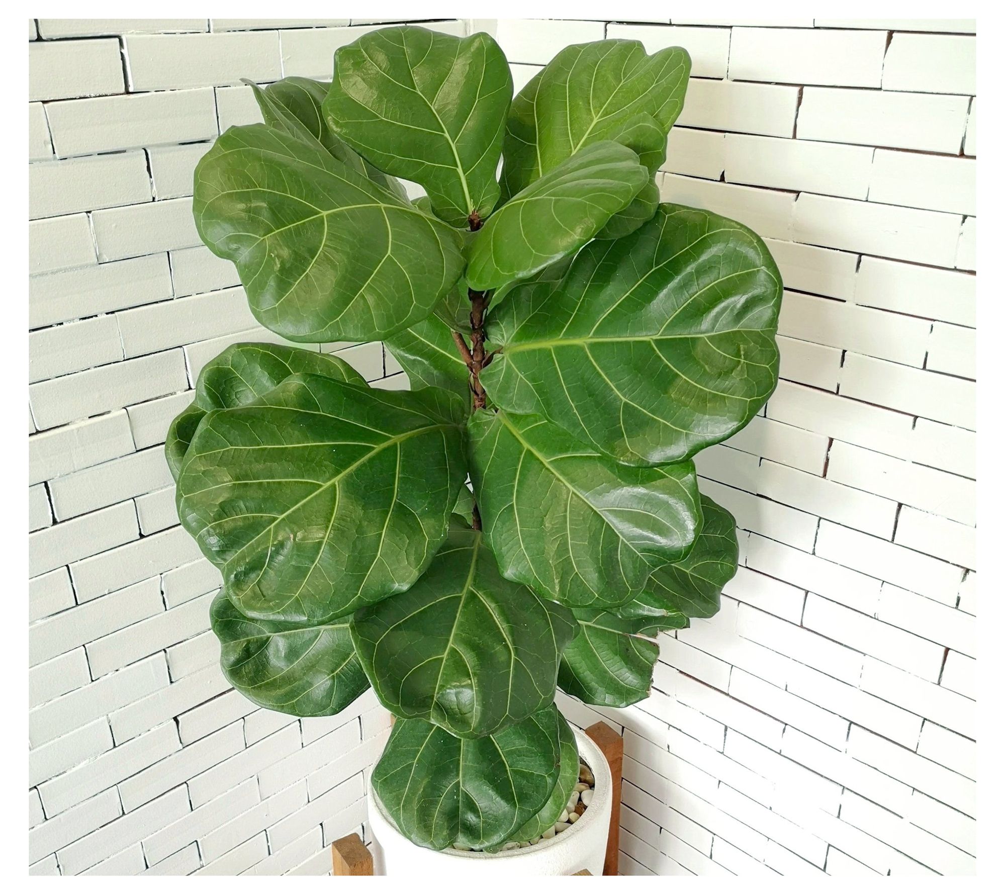 Cottage Farms Fiddle Leaf Fig