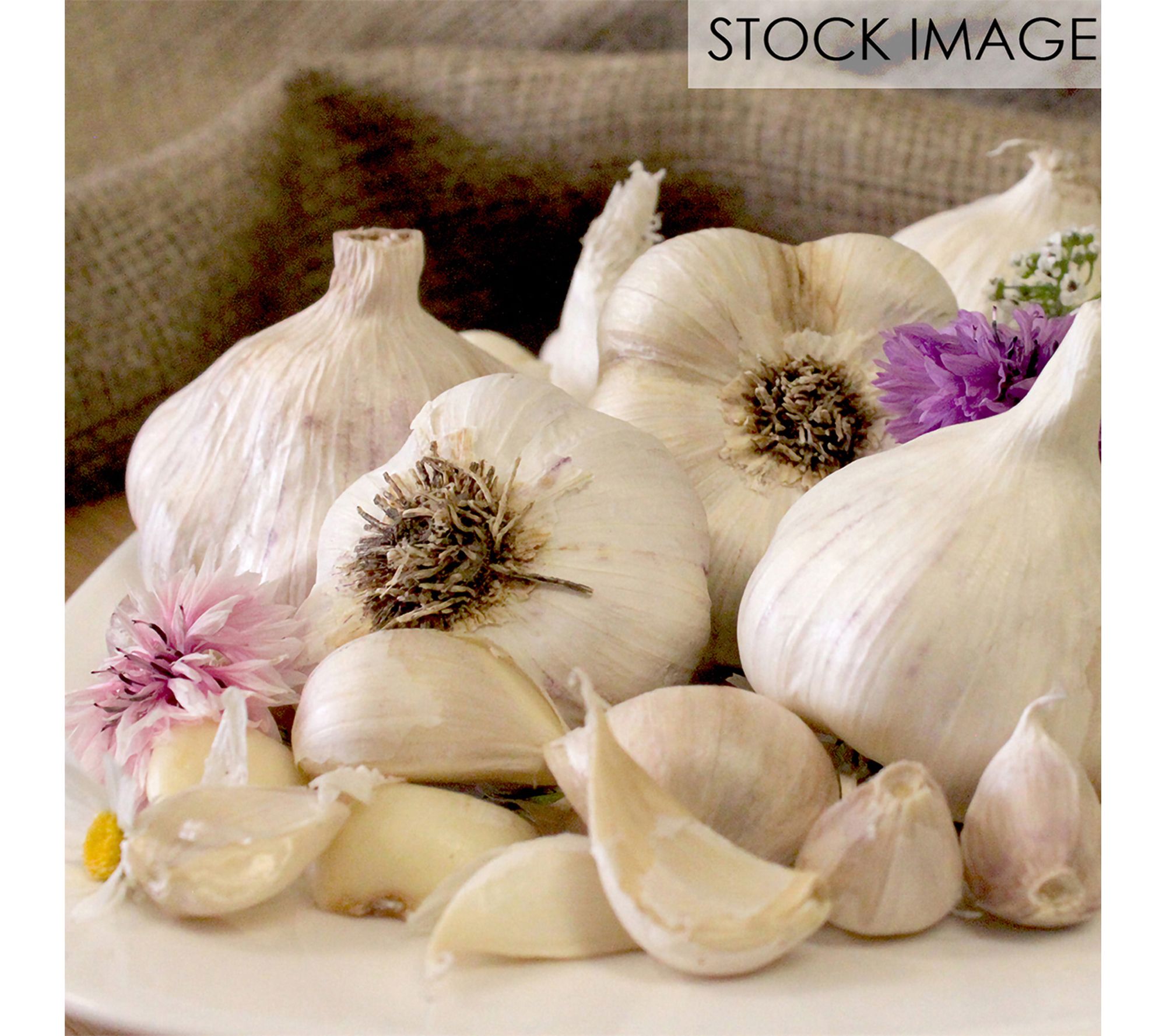 Van Zyverden Garlic Softneck Silverskin Inchelium Red 5 Bulbs
