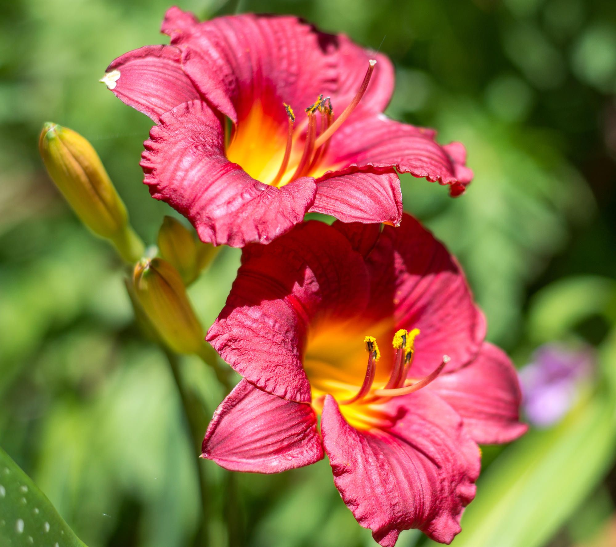 Cottage Farms 6-Piece Autumn Red Daylilies