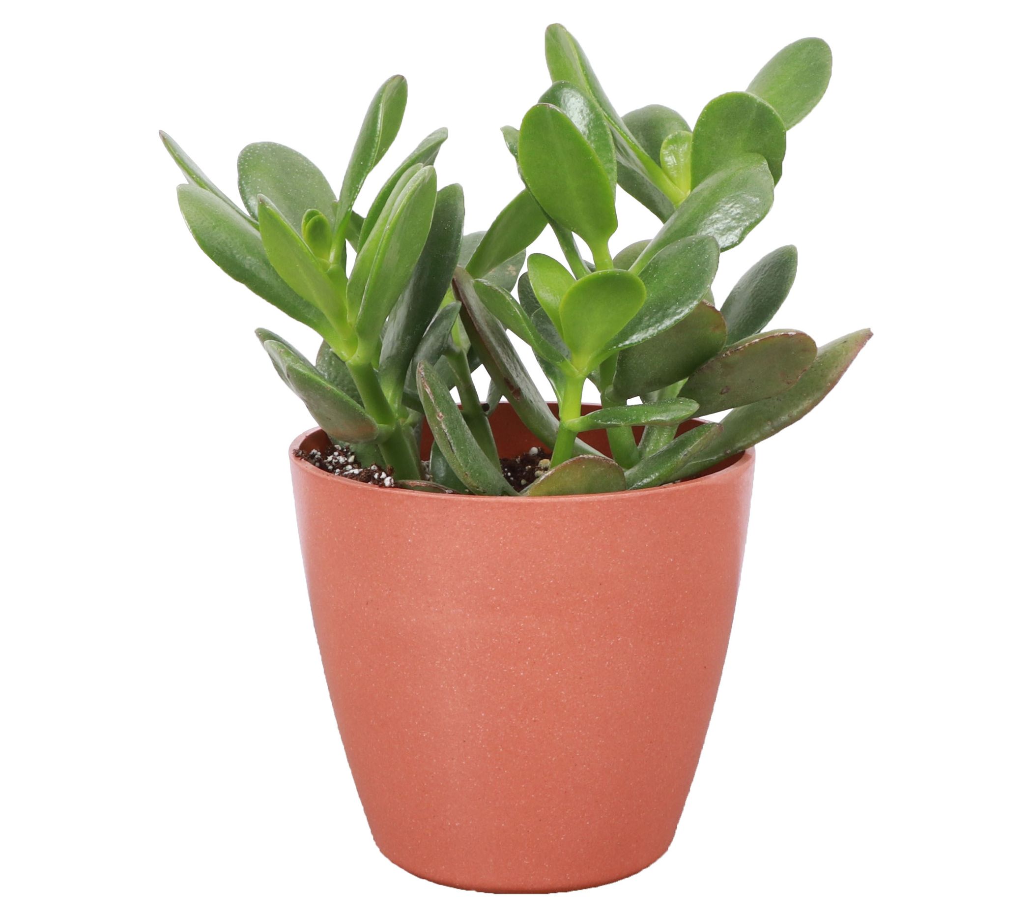 Thorsen's Greenhouse Live 4" Jade Plant in Biodegradable Pot
