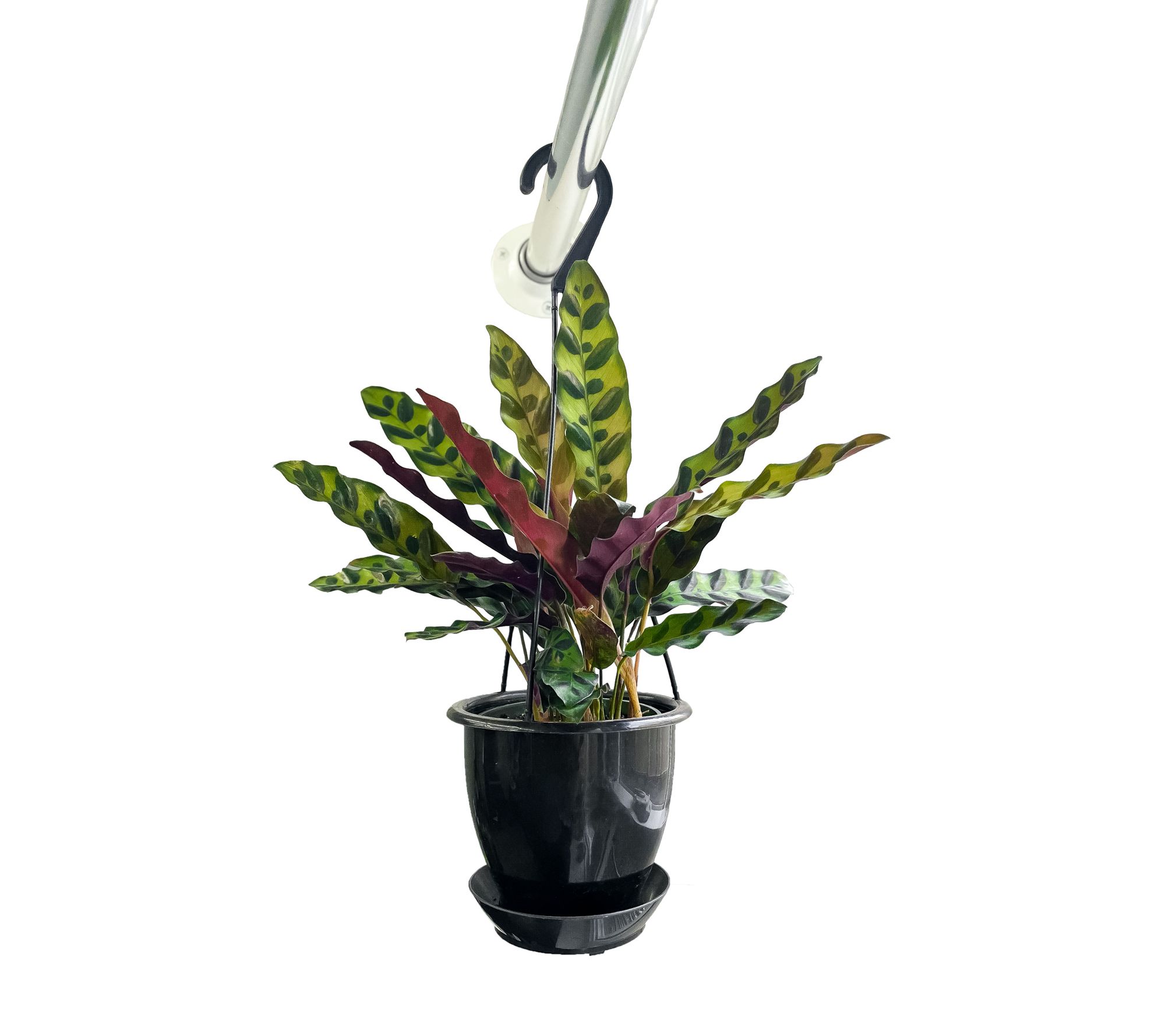 Thorsen's Greenhouse Live 4" Calathea Rattlesnake, Hanging Pot