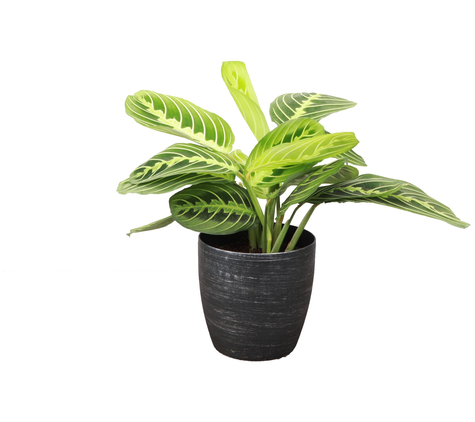 Thorsen's Greenhouse Live 4" Lemon Maranta in Classic Pot