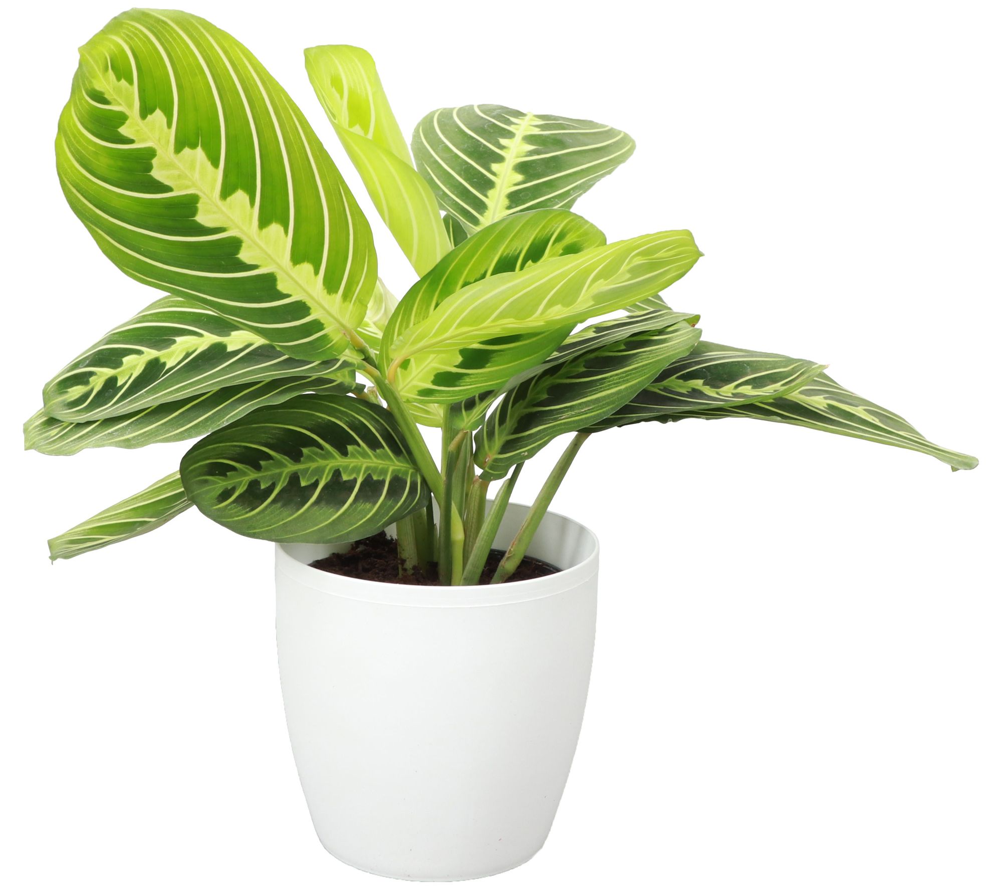 Thorsen's Greenhouse Live 4" Lemon Maranta in Classic Pot