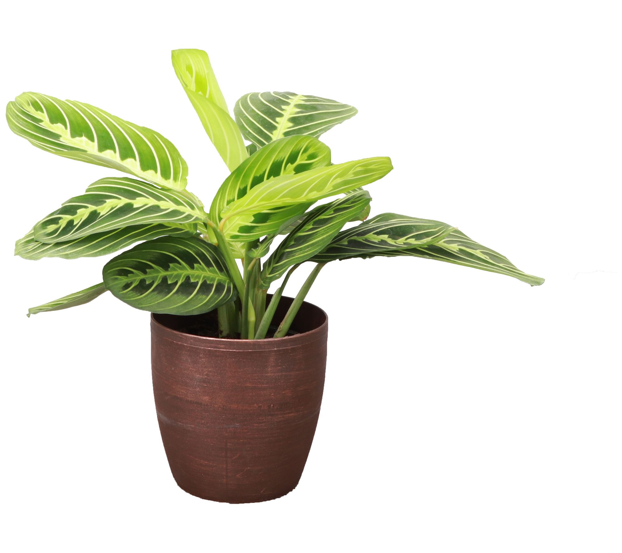 Thorsen's Greenhouse Live 4" Lemon Maranta in Classic Pot