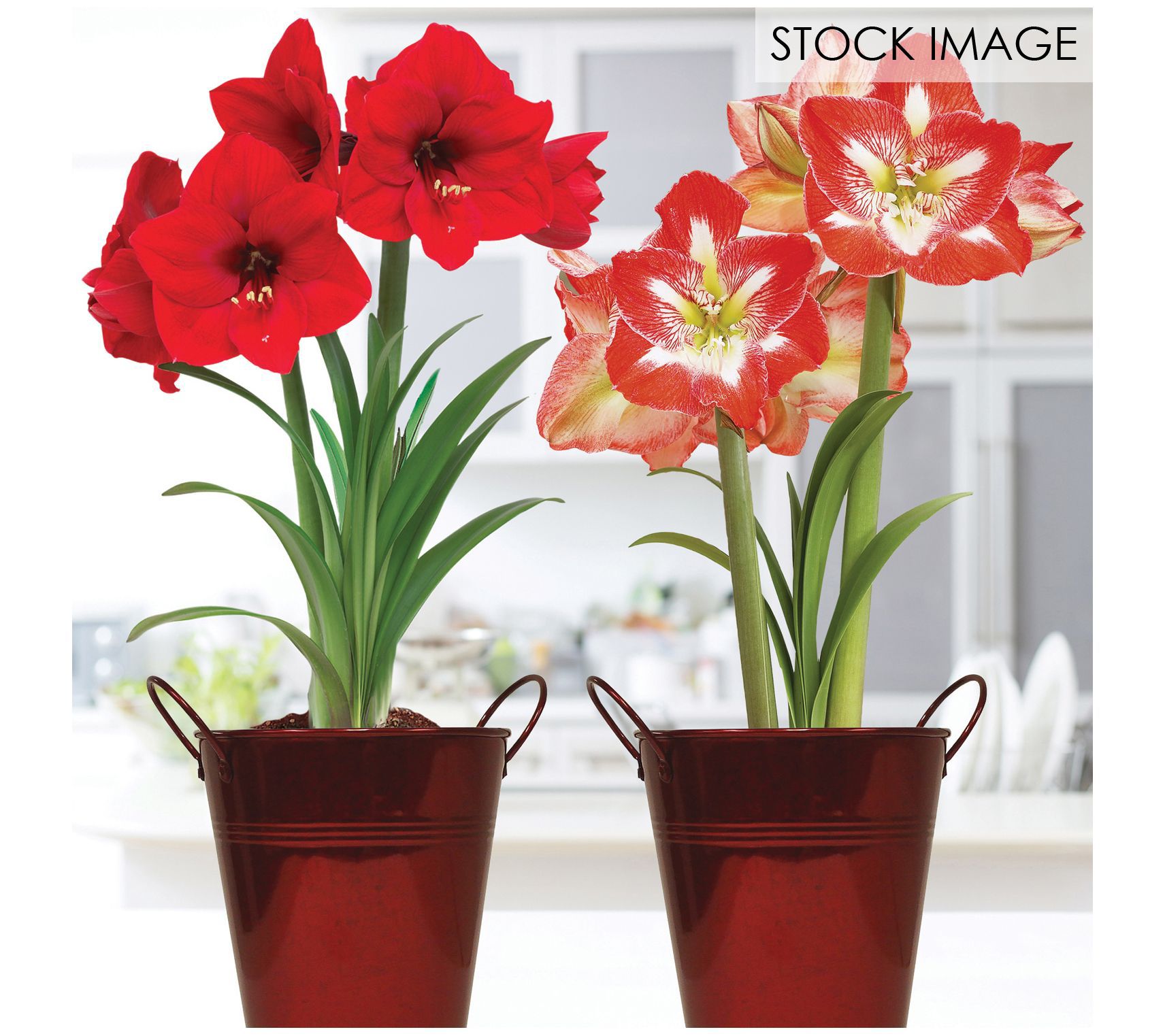 Van Zyverden Amaryllis Red Lion & Minerva Duo Two Pack Kits