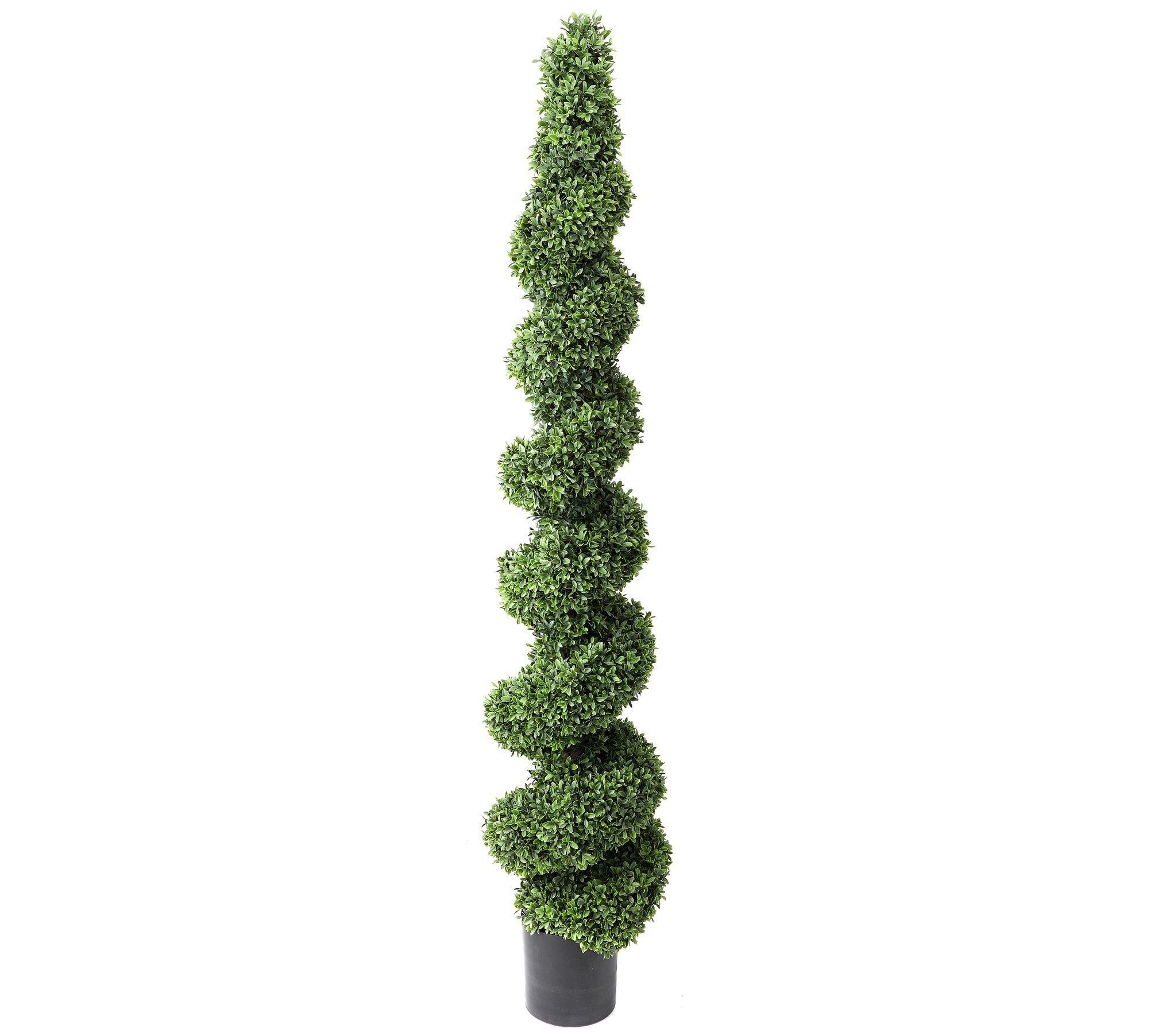 American Boxwood Spiral Topiary by Valerie