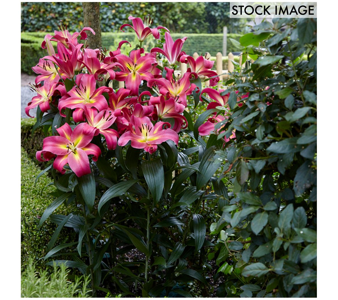 Van Zyverden Lilies Mammoth Tall Lilies EmpoliSet of 7 Bulbs