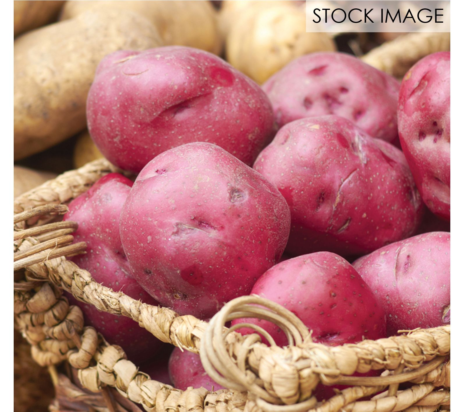 Van Zyverden Potatoes Dark Red Norland Set of 12 Bulbs
