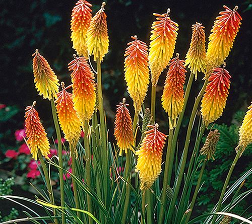 Van Zyverden Kniphofia Red Hot Poker 1 Root