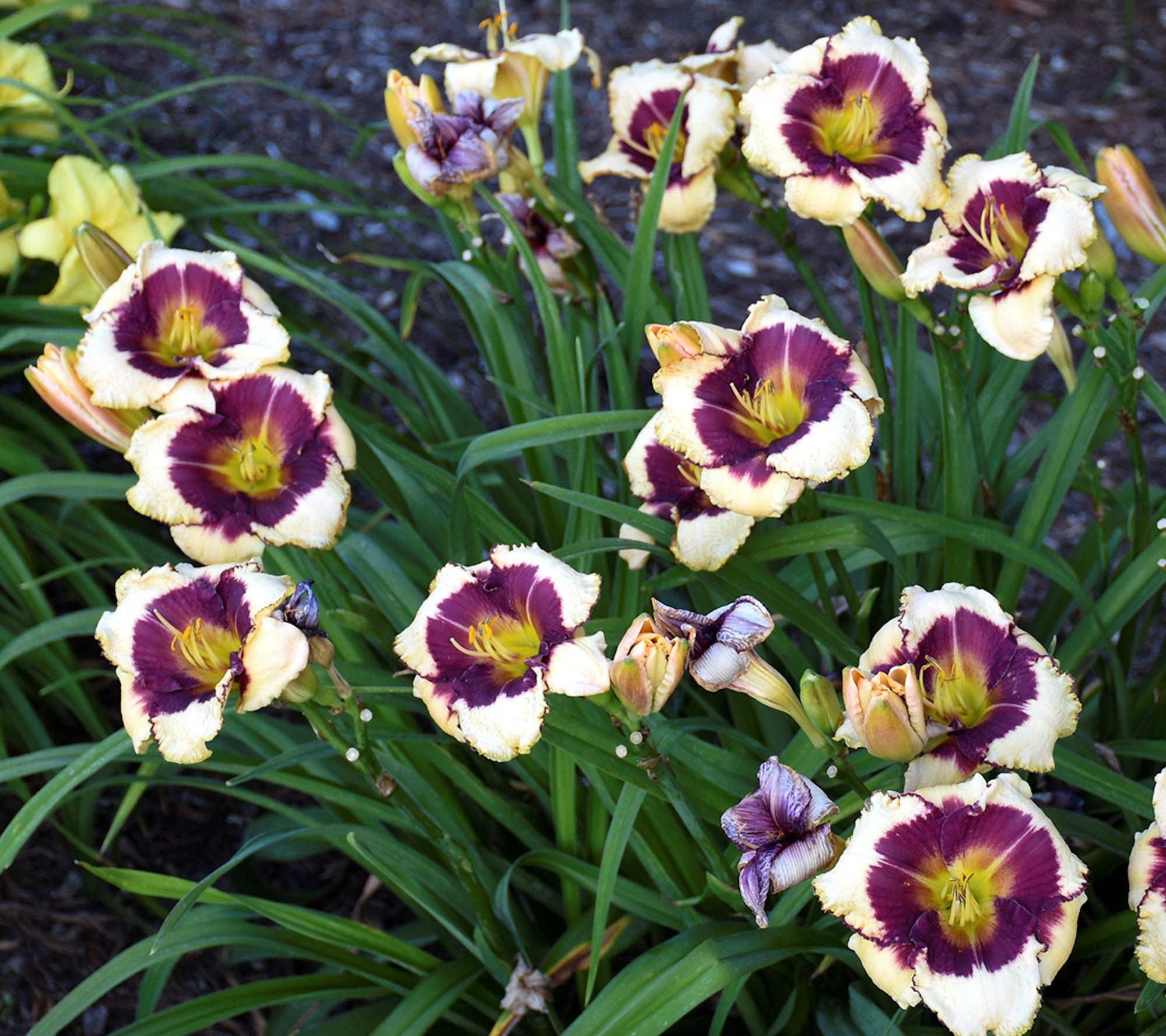 Cottage Farms 3Piece Fight the Good Fight Daylilies