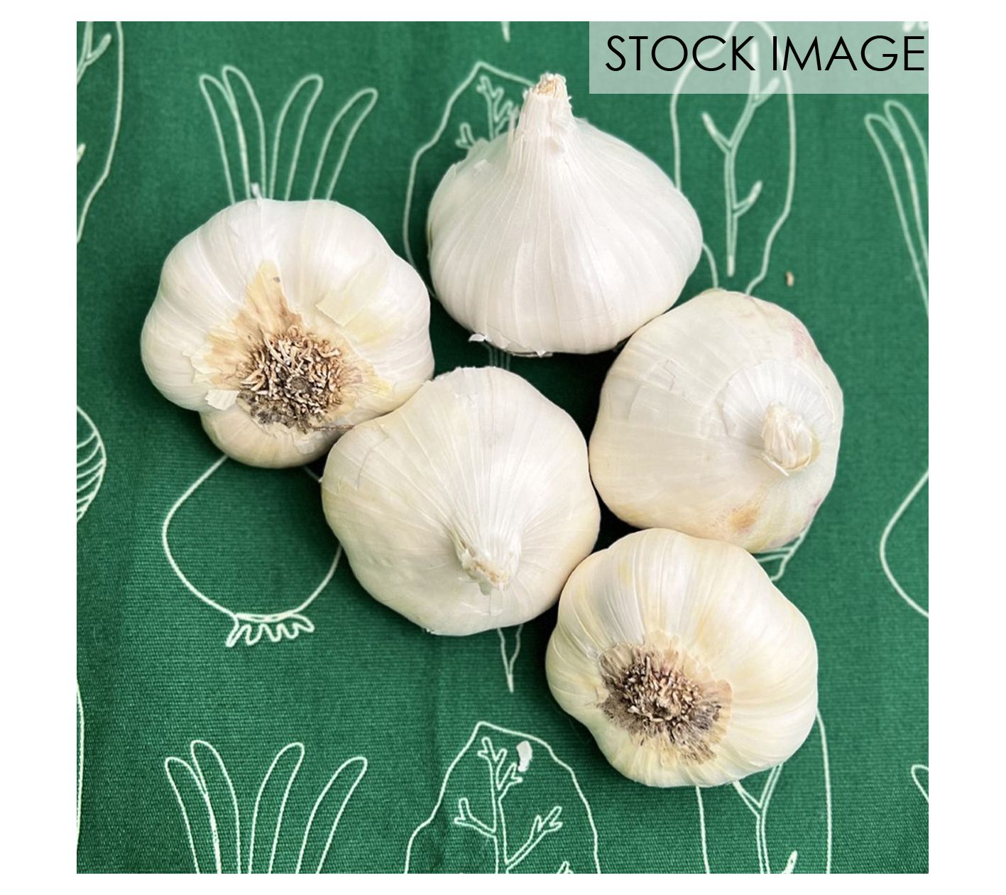 Van Zyverden Garlic Softneck Artichoke Sicilian 5 Cloves