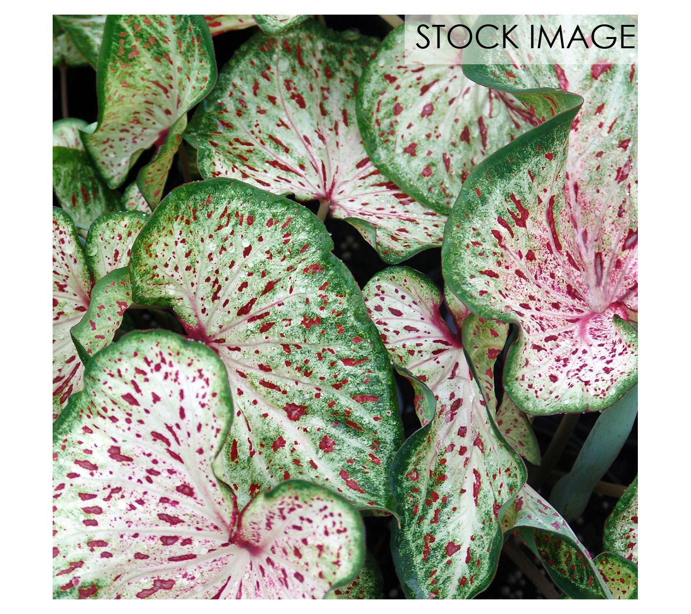 Van Zyverden Caladiums Strap Leaf Gingerland Set of 3 Bulbs