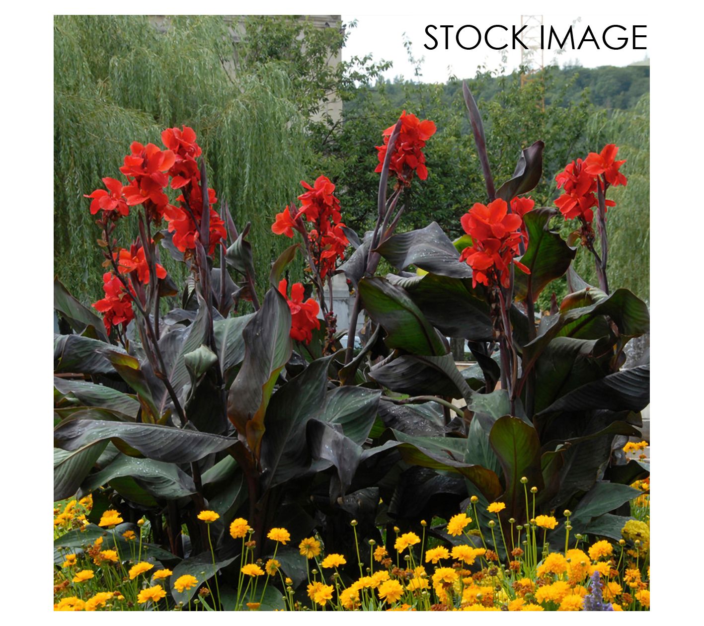 Van Zyverden Cannas Giant Black Knight Set of 3Bulbs