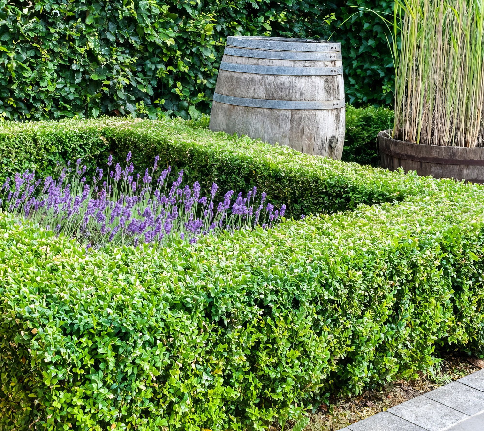 Cottage Farms Wintergreen Boxwood Shrub