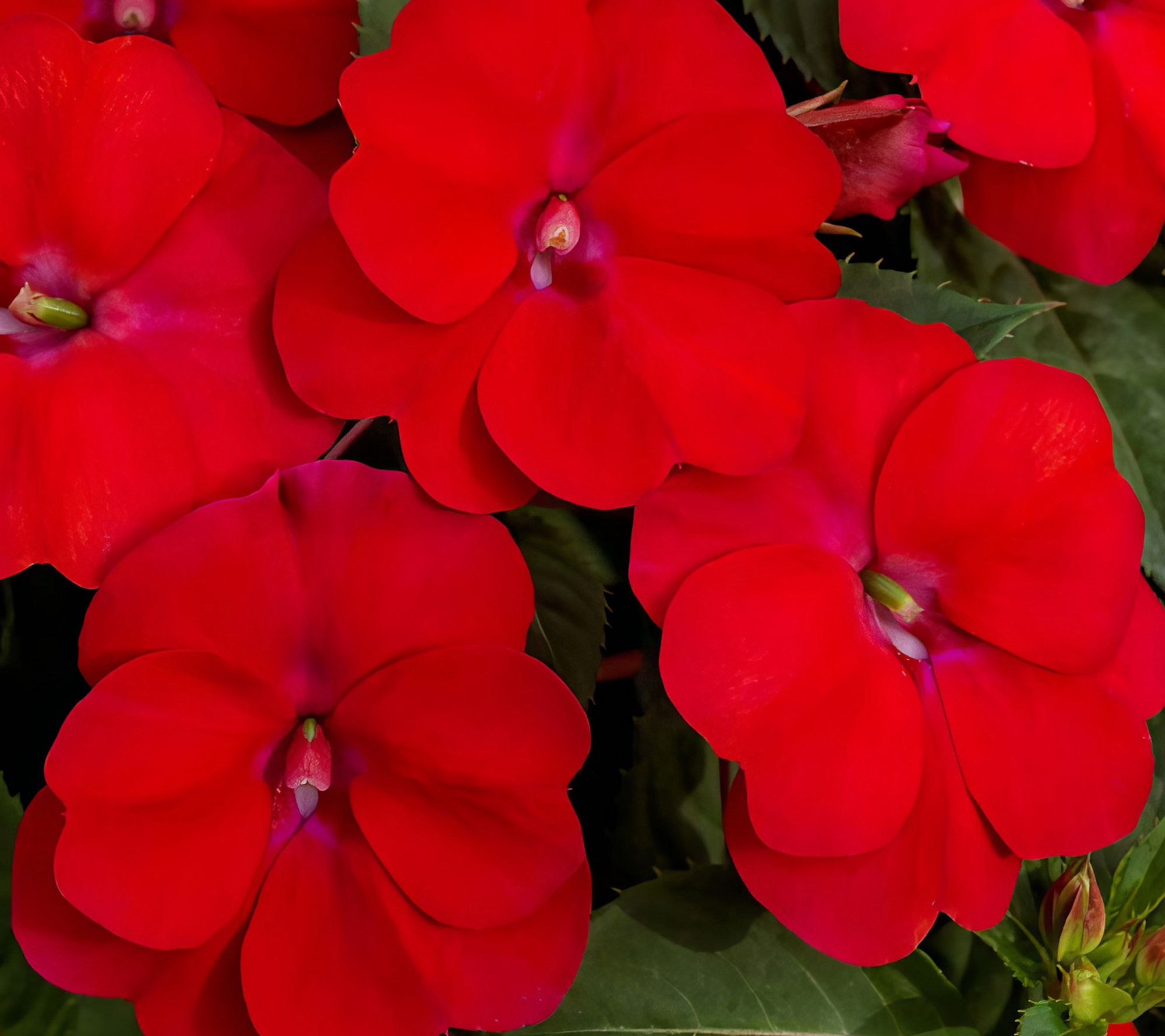 Cottage Farms 3-Piece Cherry Bomb SunPatiens