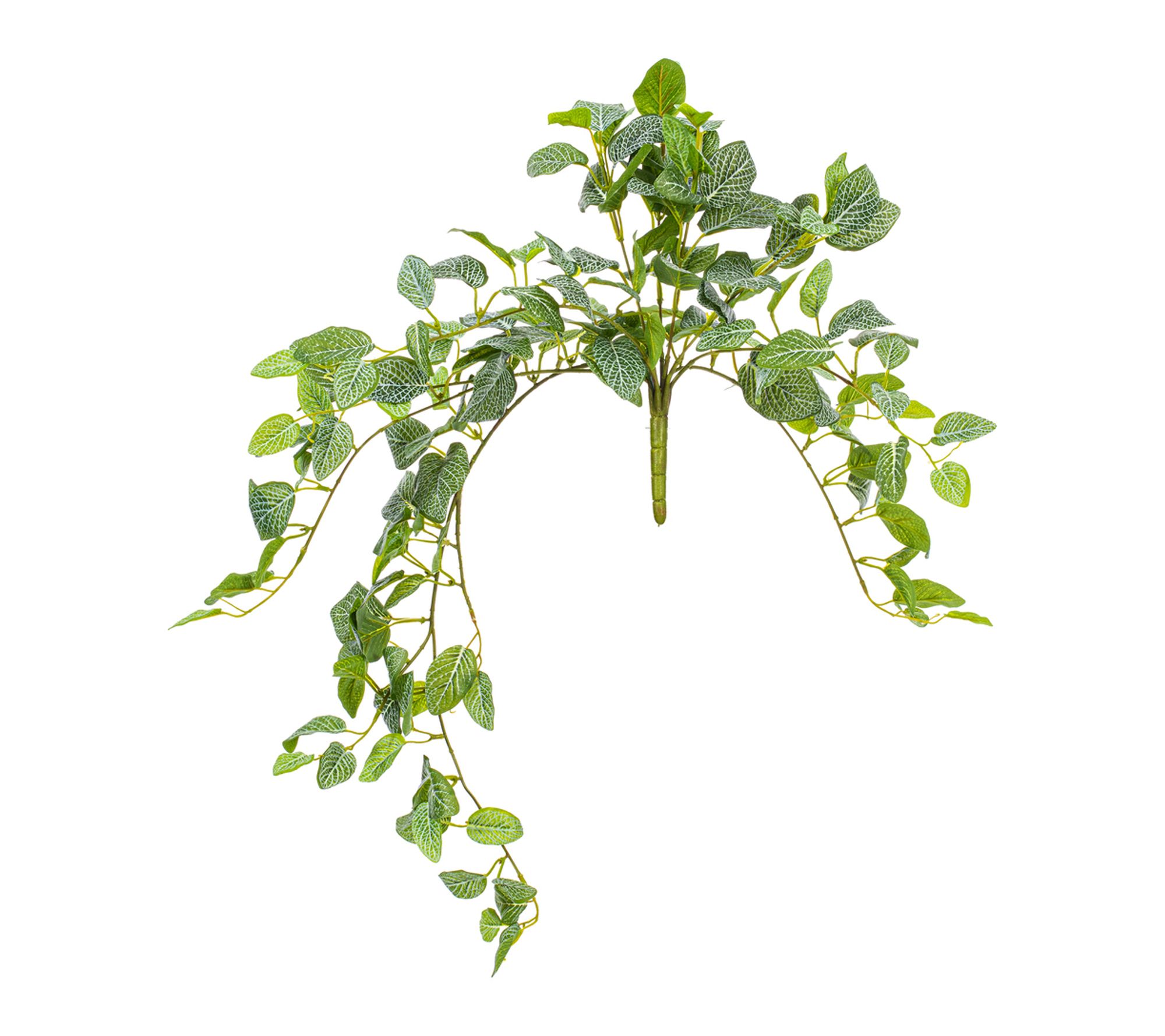 Vickerman 29" Green Fittonia Bush UV