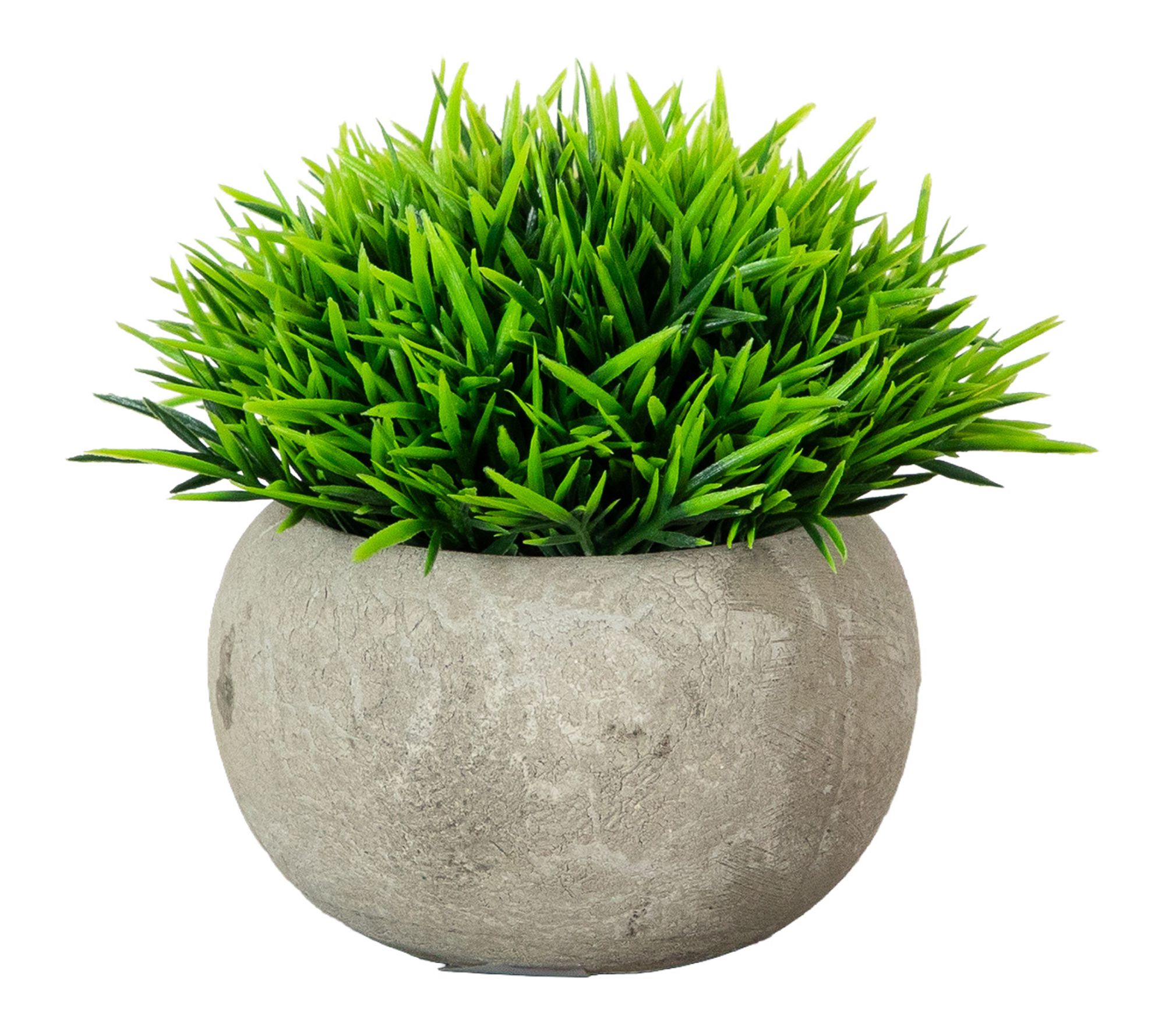 Grass Plant in Cement Planter - Set of 2 by Nearly Natural