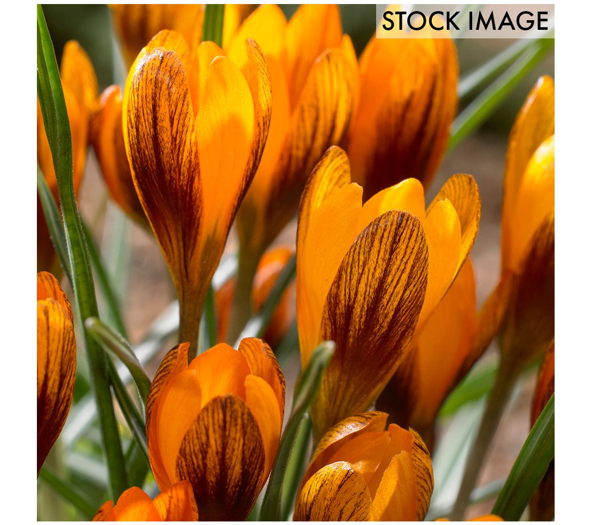 Van Zyverden Crocus Orange Monarch Set of 25 Bulbs