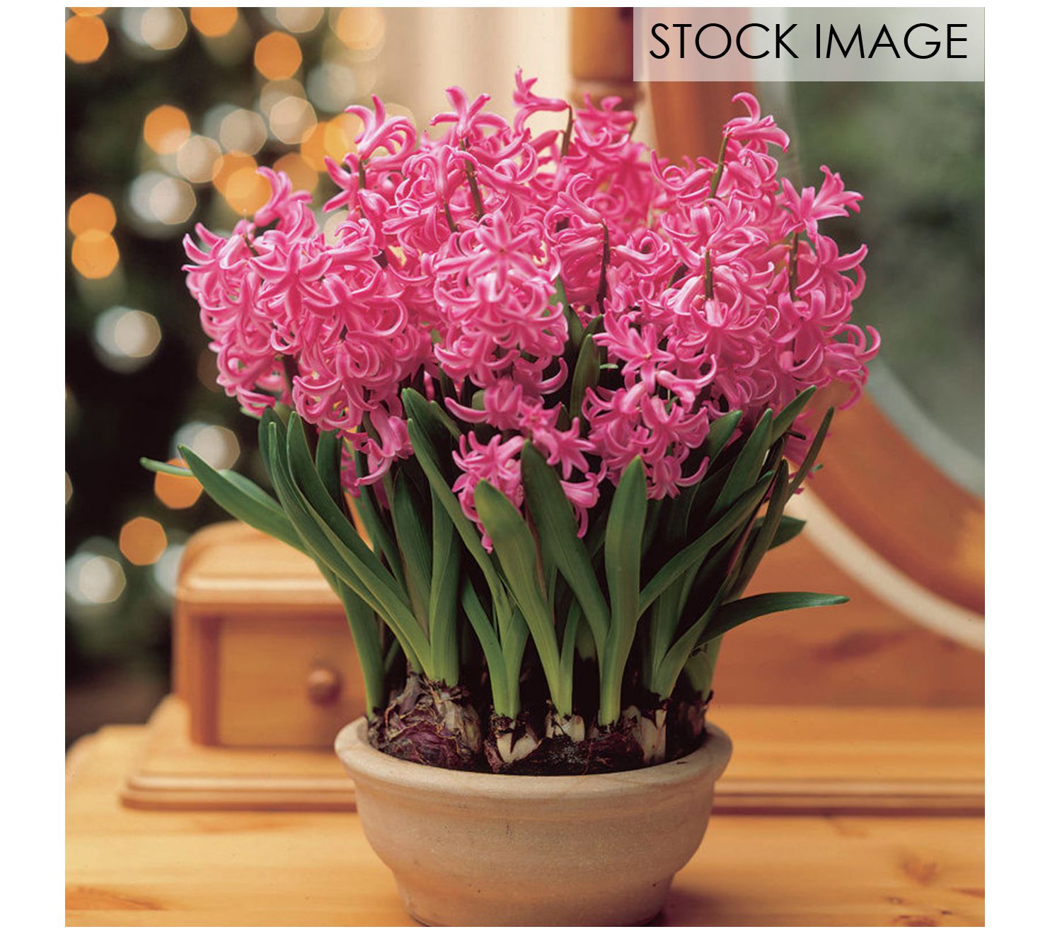 Van Zyverden PrePared Hyacinths For Indoor Forcing Pink 5ct