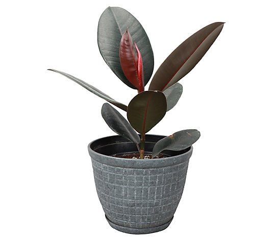 Thorsen's Greenhouse Live Rubber Tree Plant in Rustic Planter